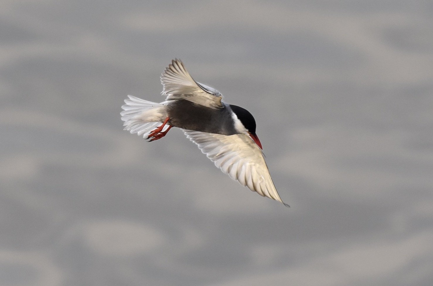 whiskered Tern