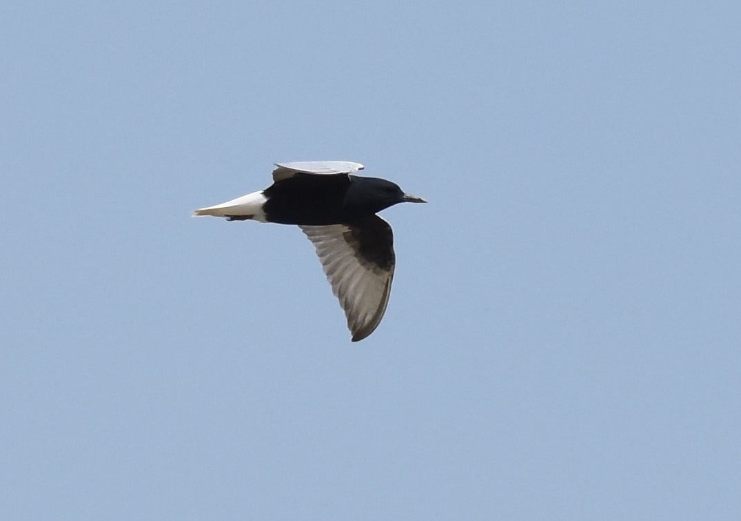 White-winged Tern