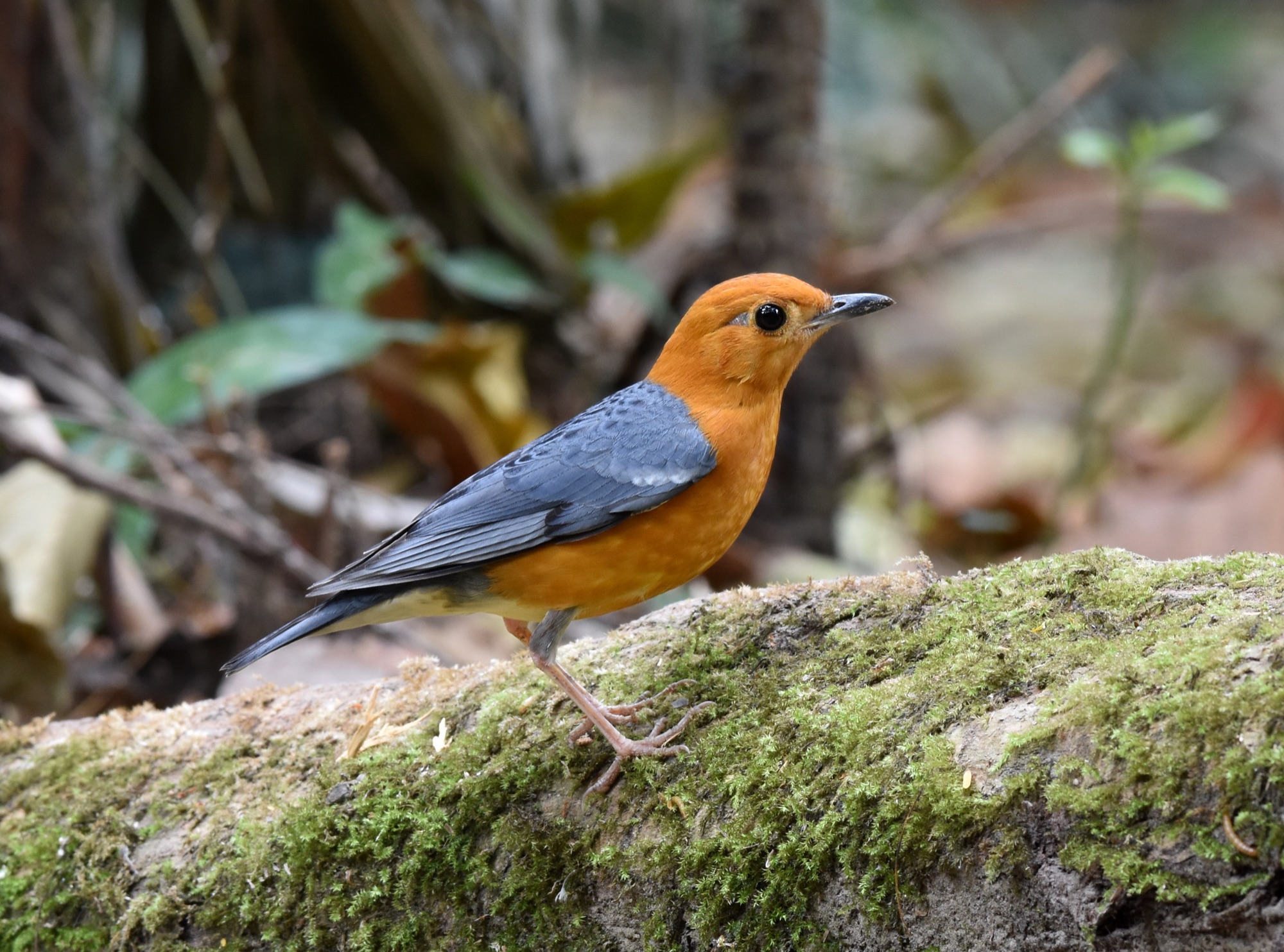 orange-headed thrush