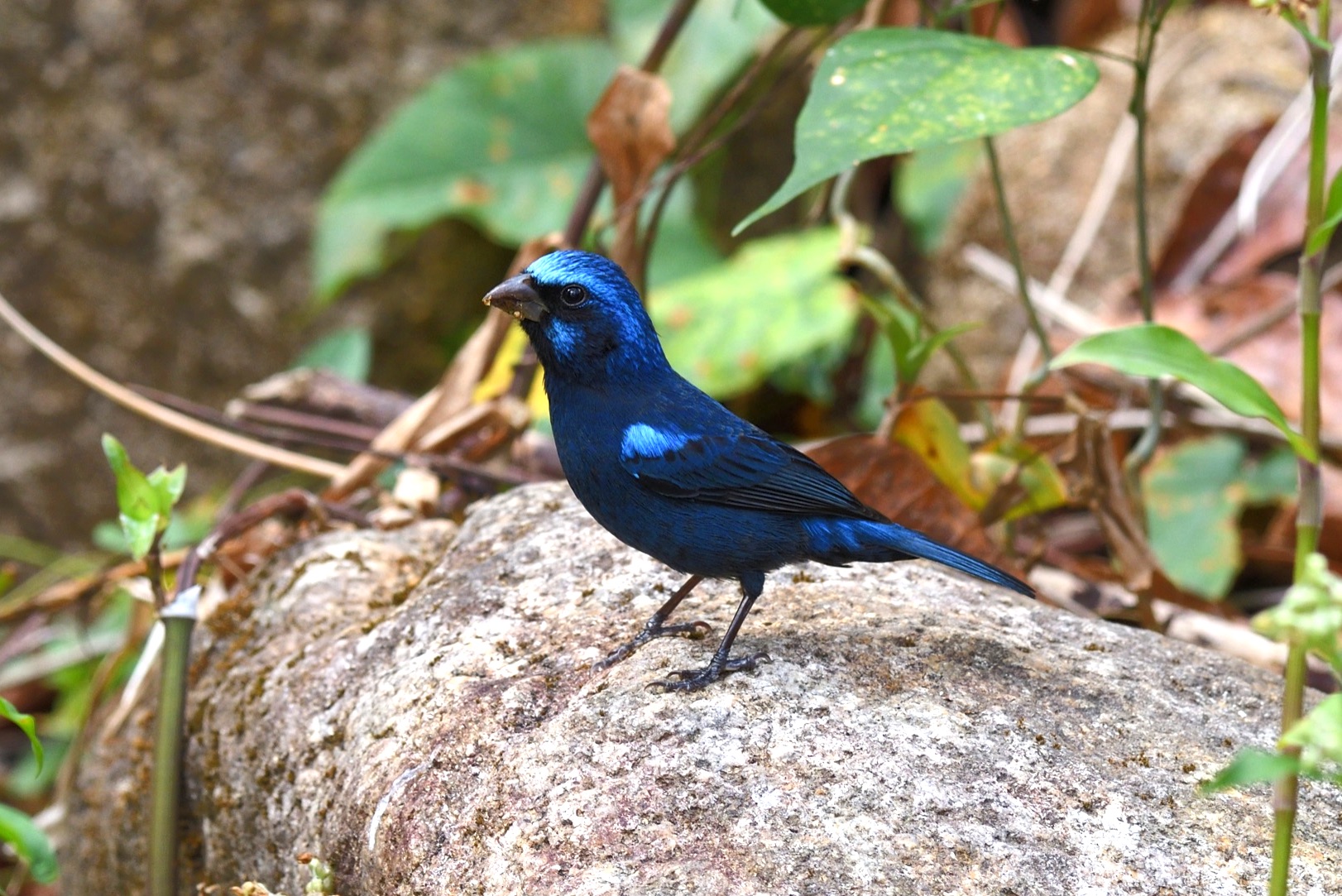 blue bunting