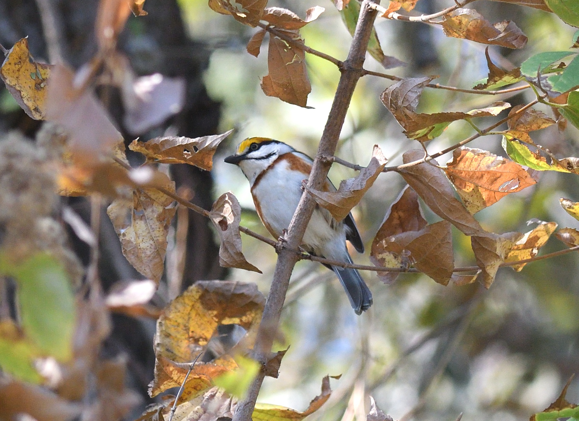 chestnut-sided shrike-vireo