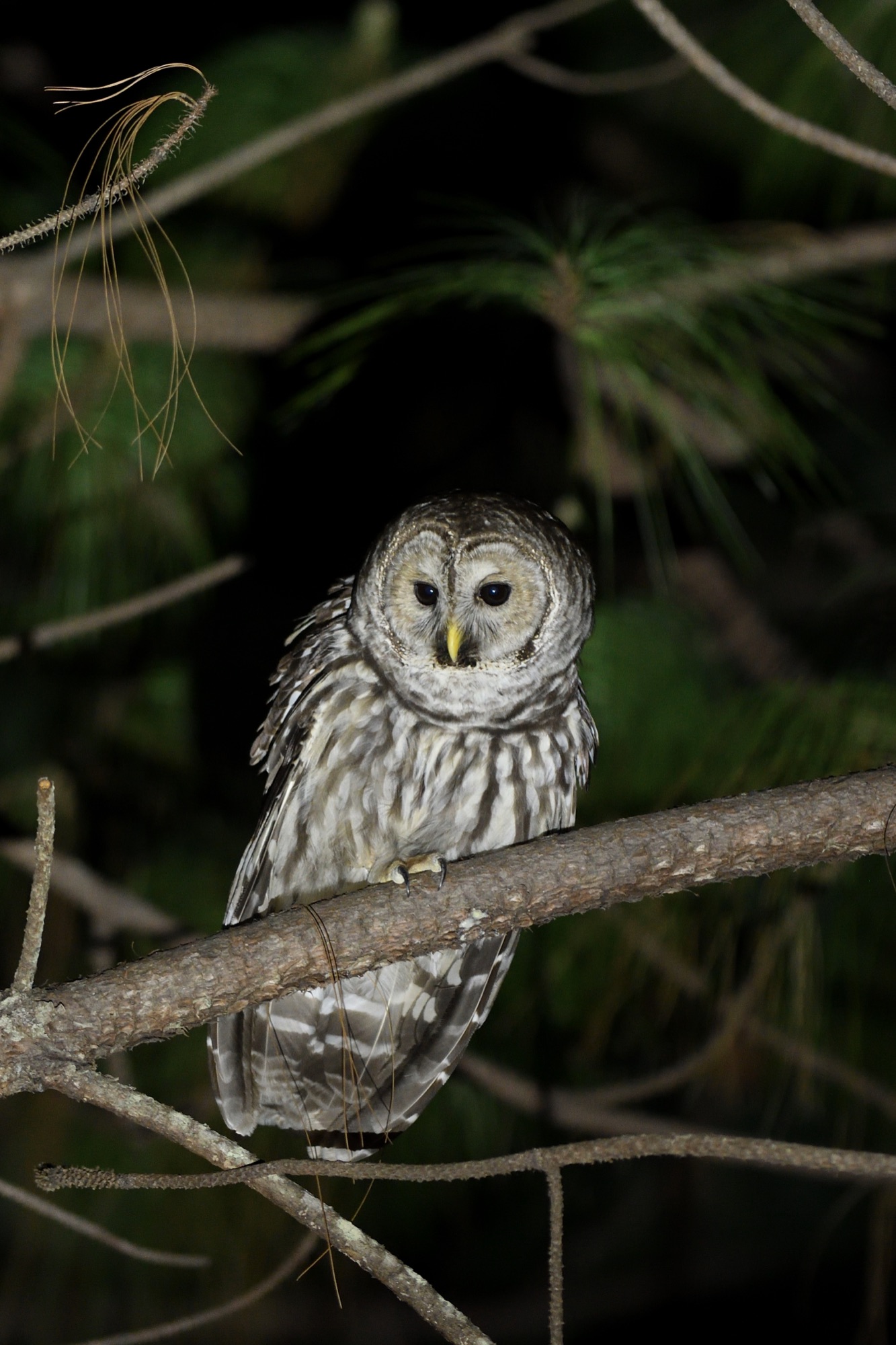 cinereous owl