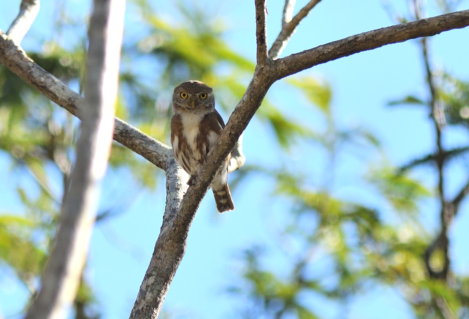 colima pygmy owl