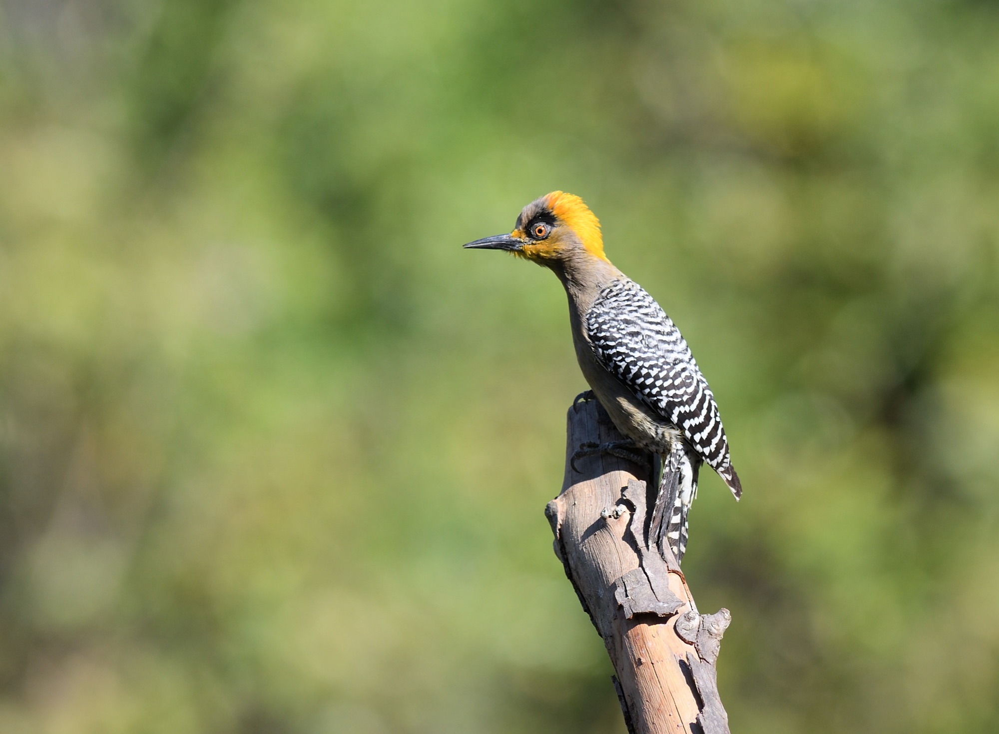 golden-cheeked woodpecker