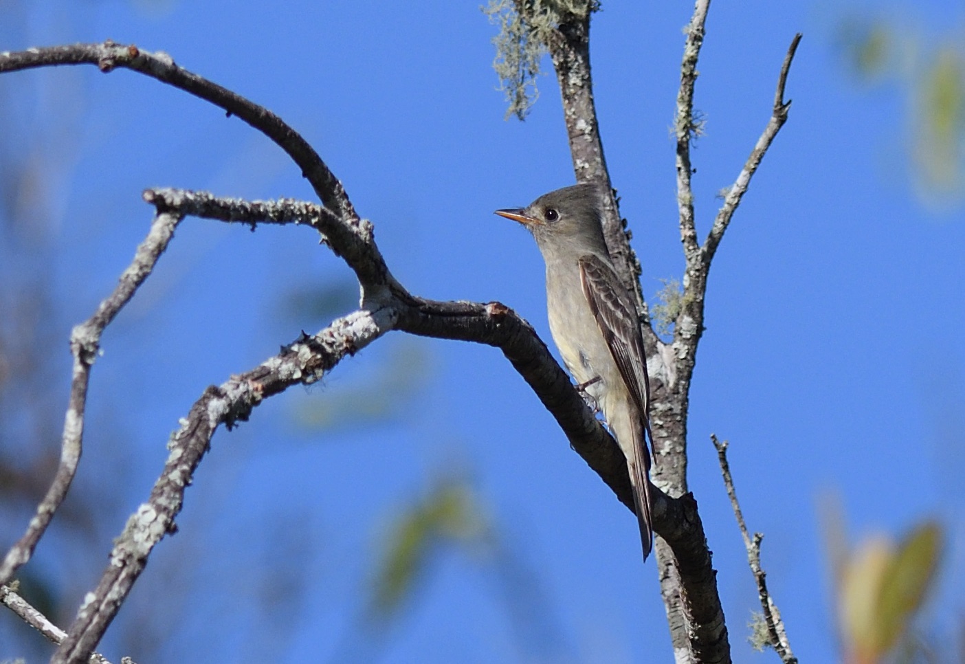greater pewee