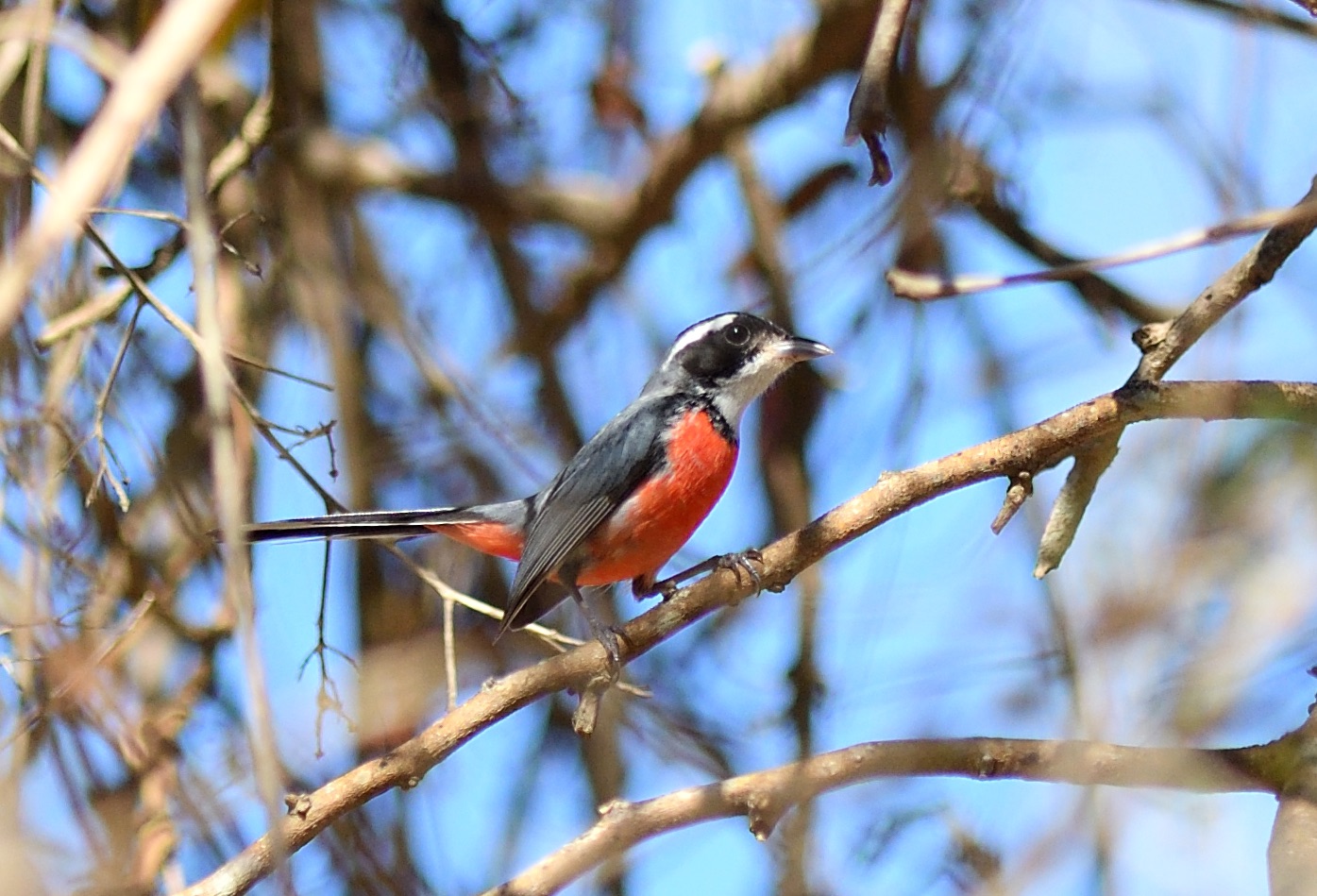 red-breasted chat