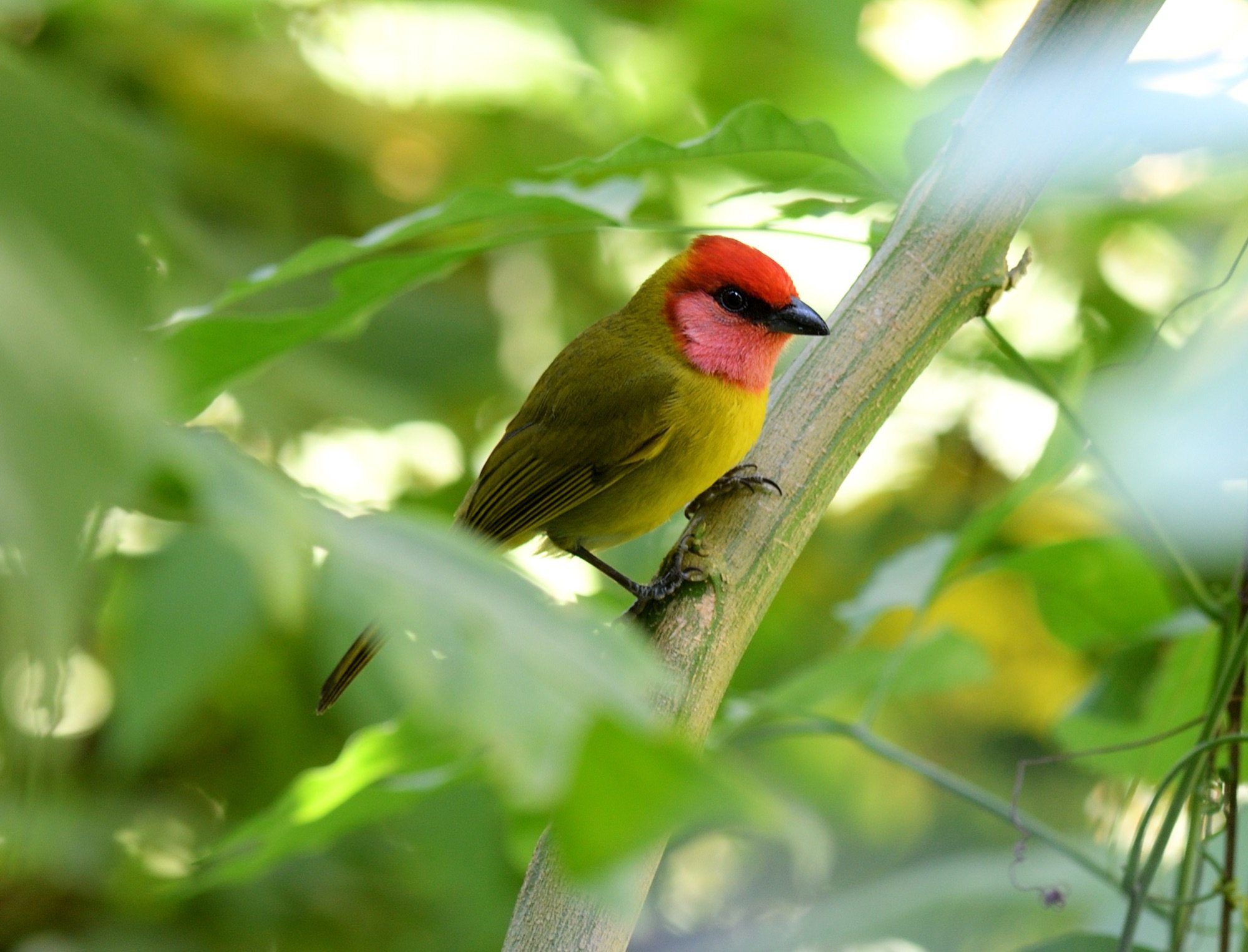 RED-HEADED TANAGER