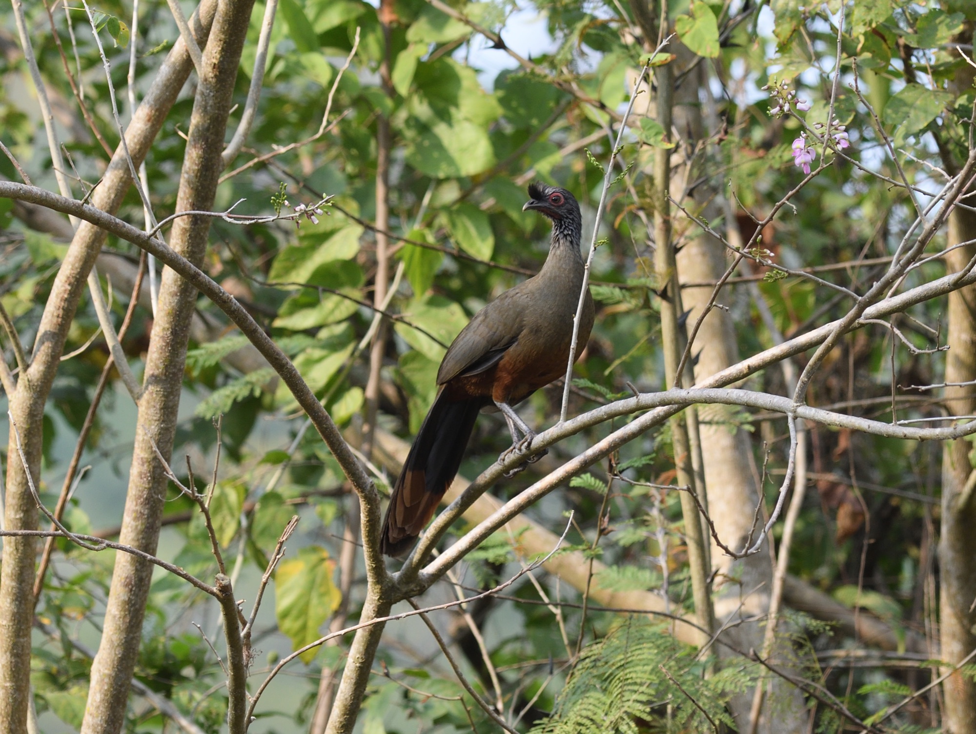 rufous-bellied chachalaca