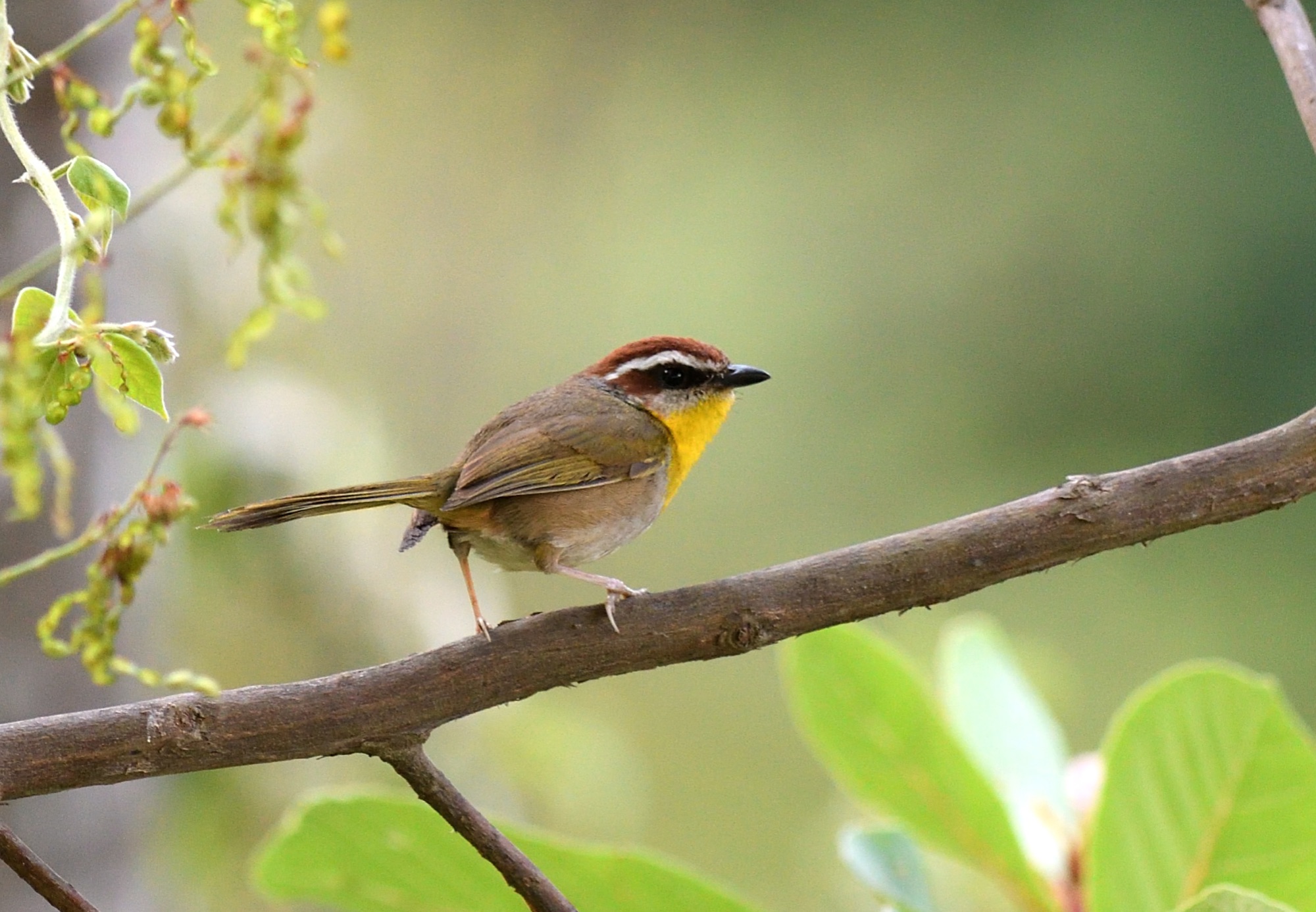 Rufous-capped Warbler