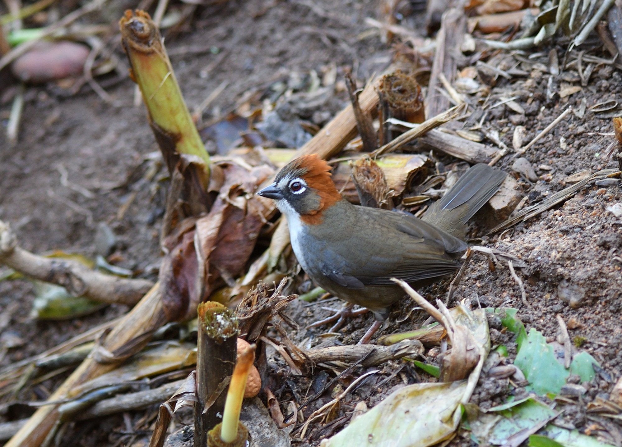 rusty-crowned Ground Sparrow