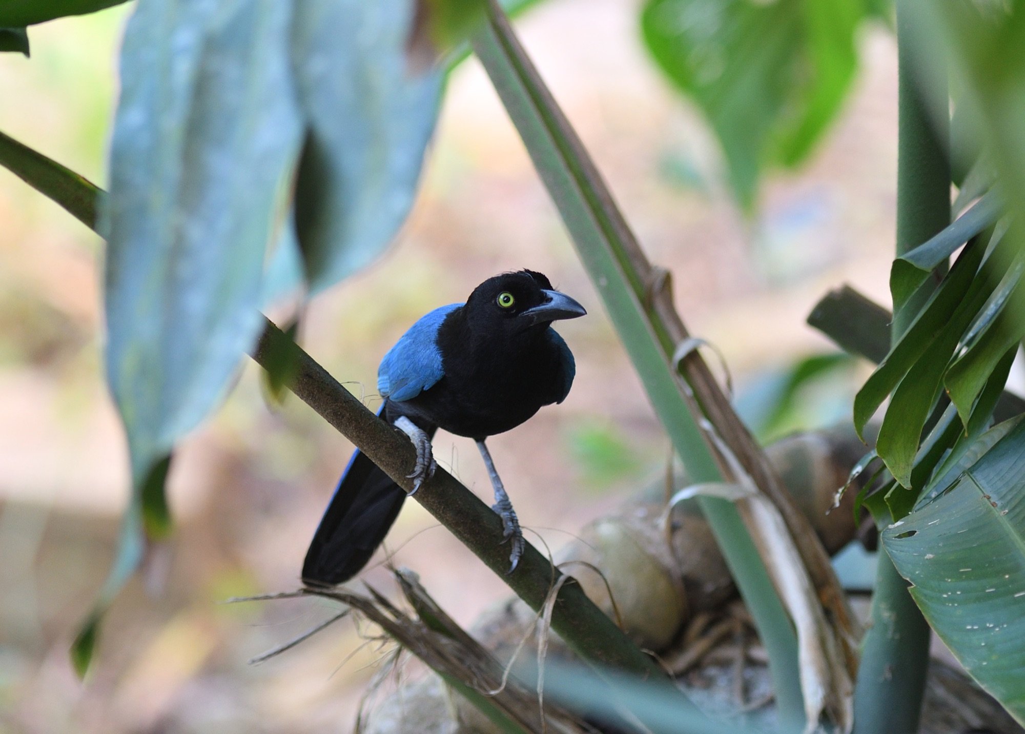 san blas jay