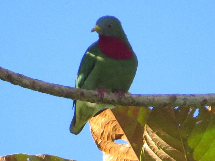 claret-breasted fruit-dove