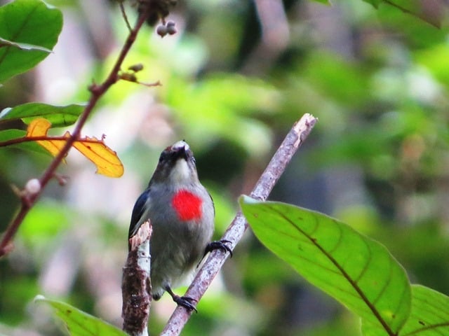 papuan flowerpecker