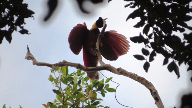 red bird of paradise