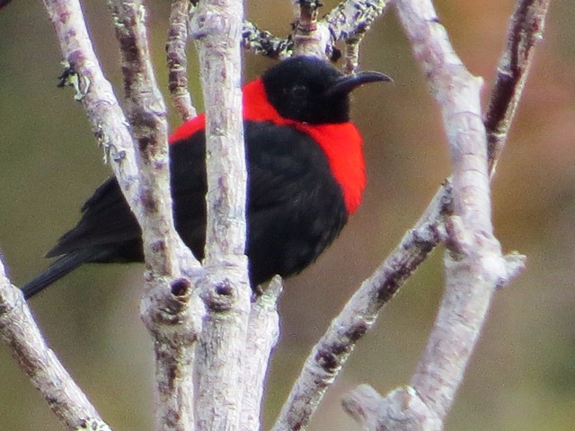 Red-collared Myzomela
