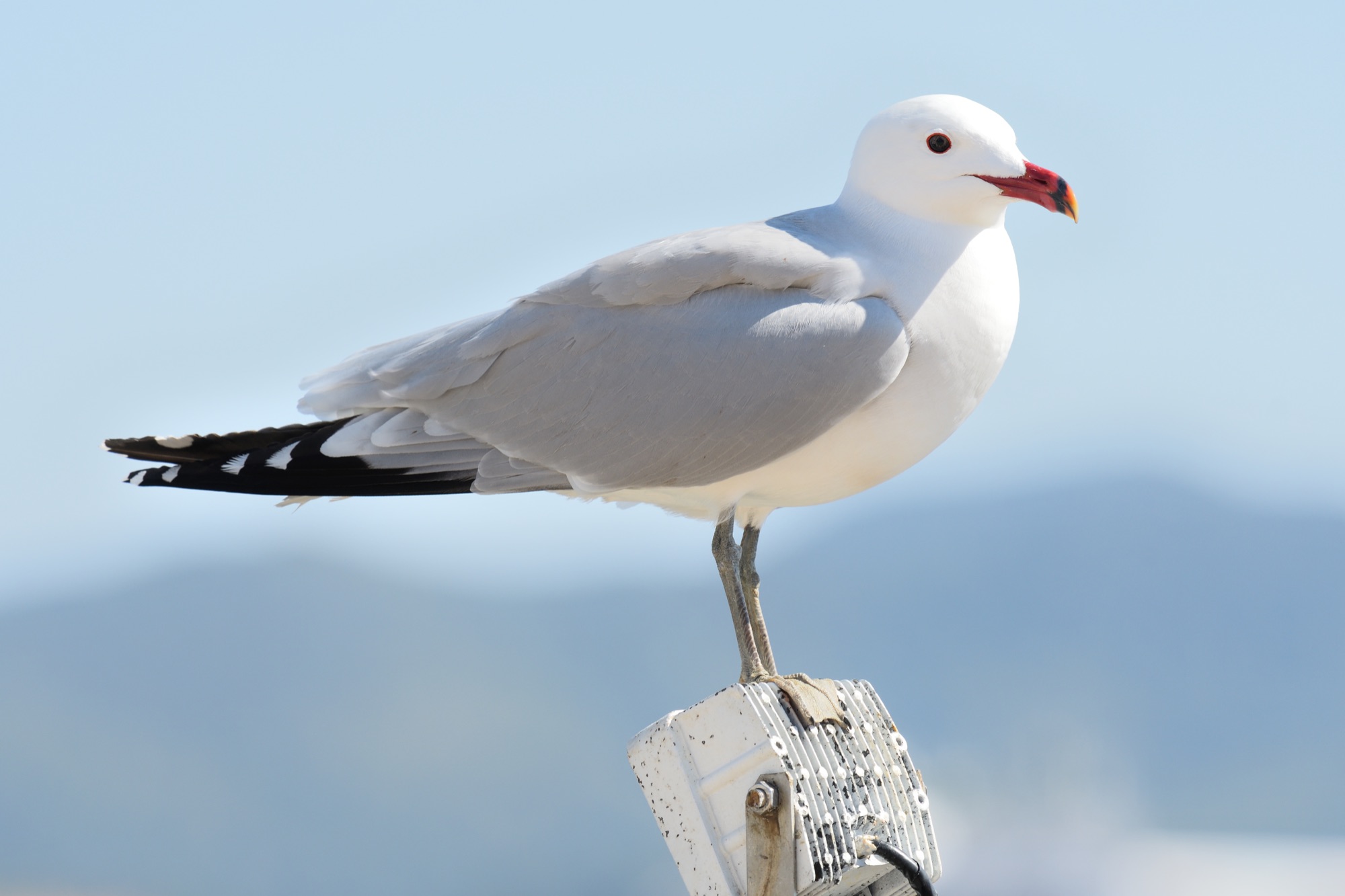 Audouin's Gull
