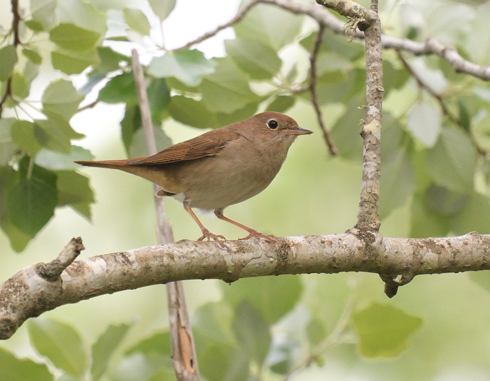 common nightingale