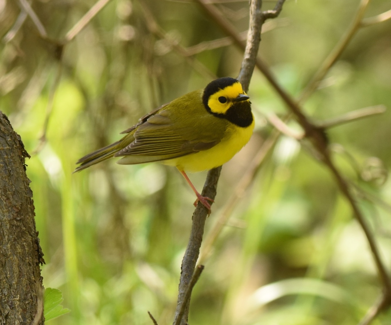 hooded warbler