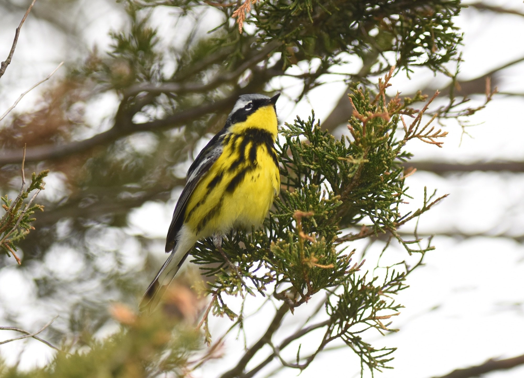 Magnolia Warbler