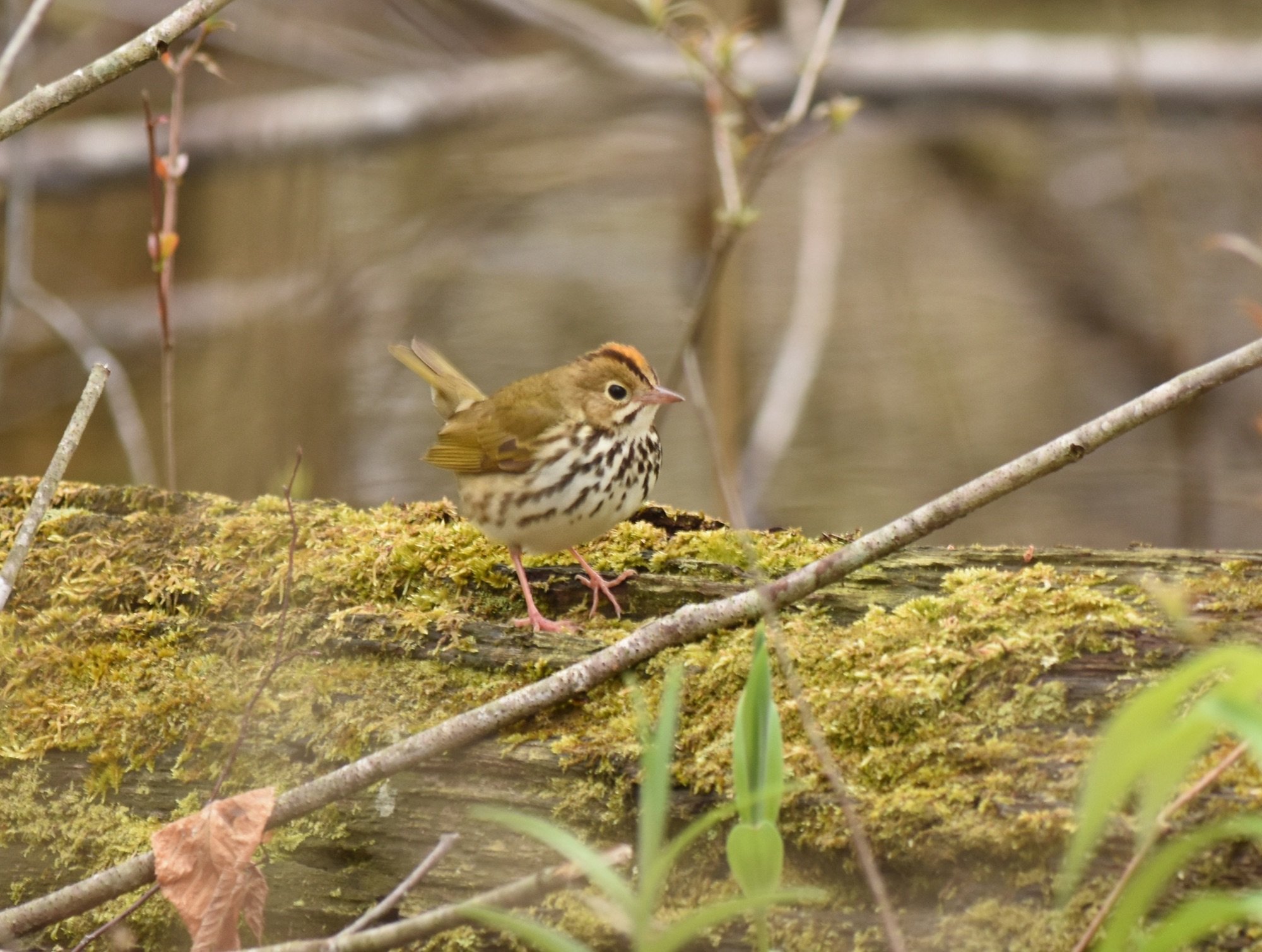 Ovenbird