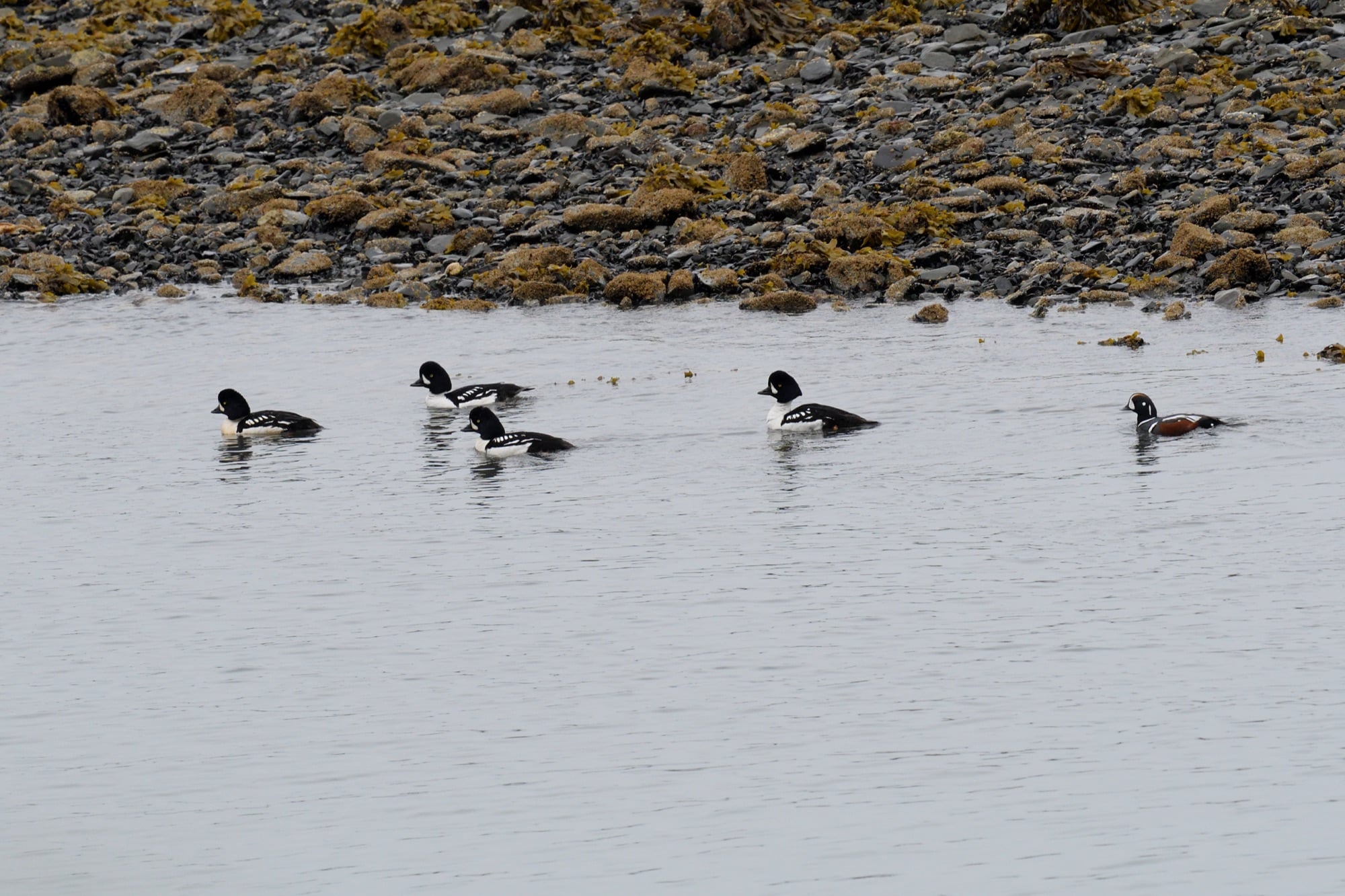barrow's goldeneye