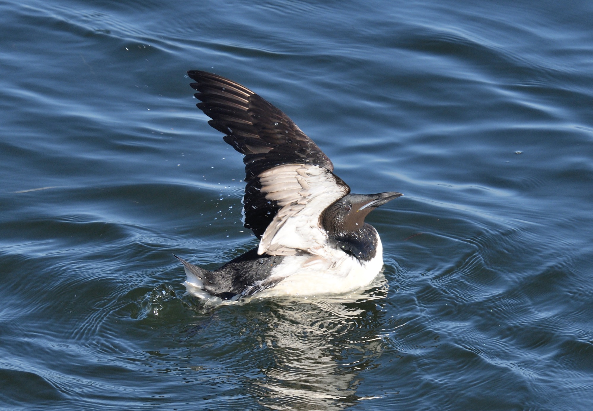 Brunnich's Guillemot