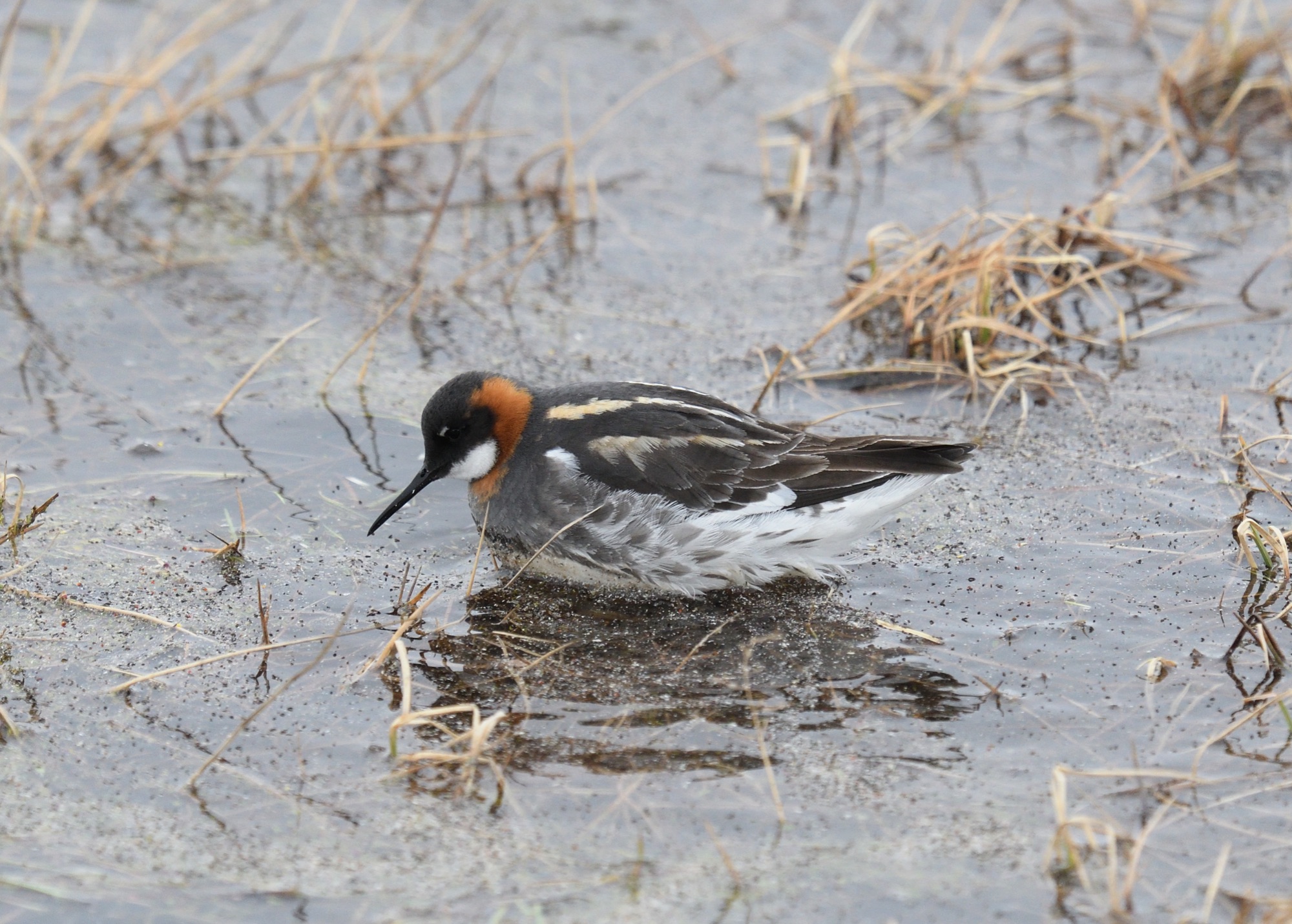 Red-necked Phalarope