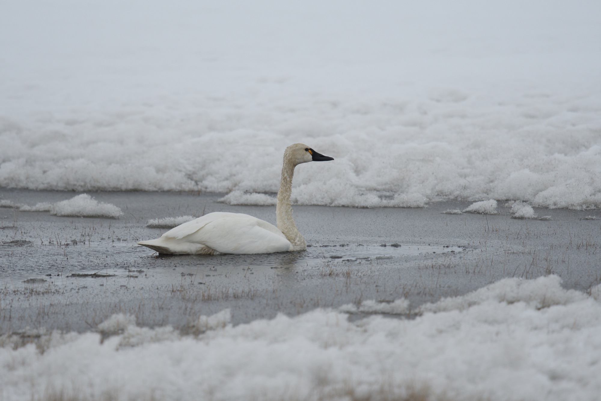 tundra swan