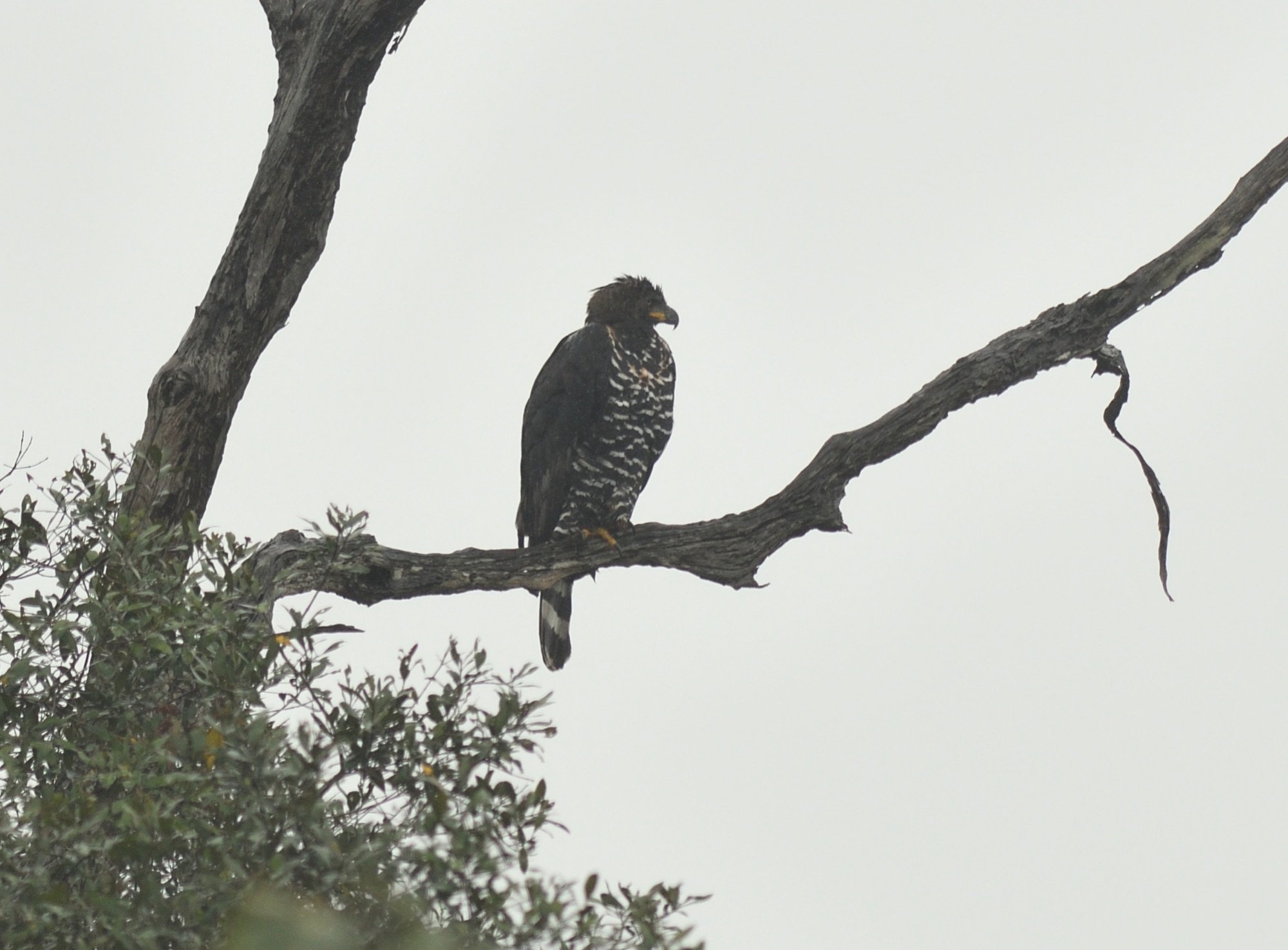 African crowned Eagle