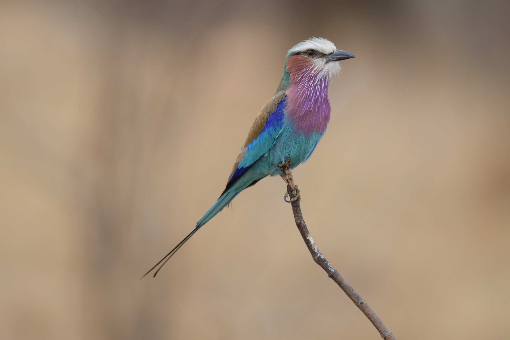 Lilac-breasted Roller