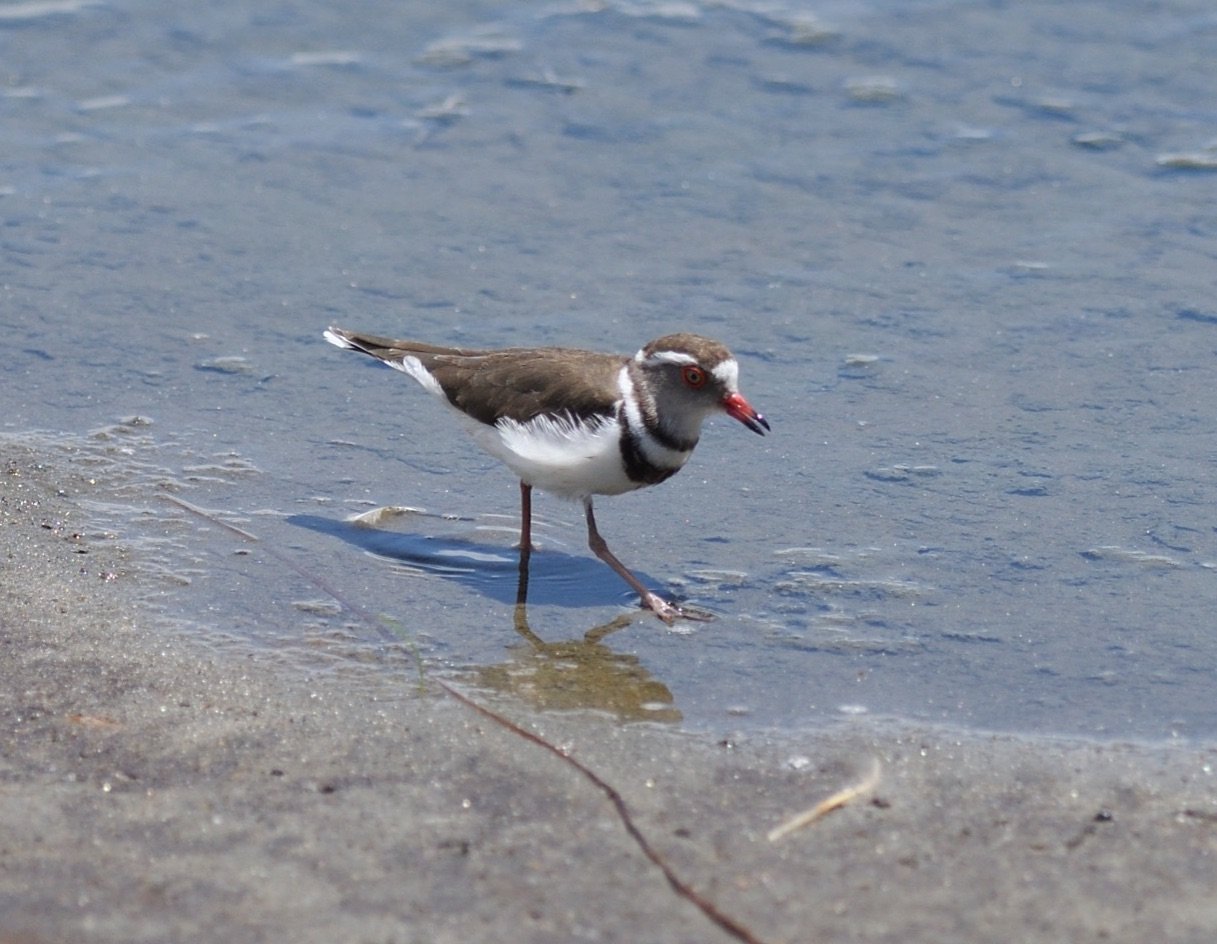 Three-banded Plover