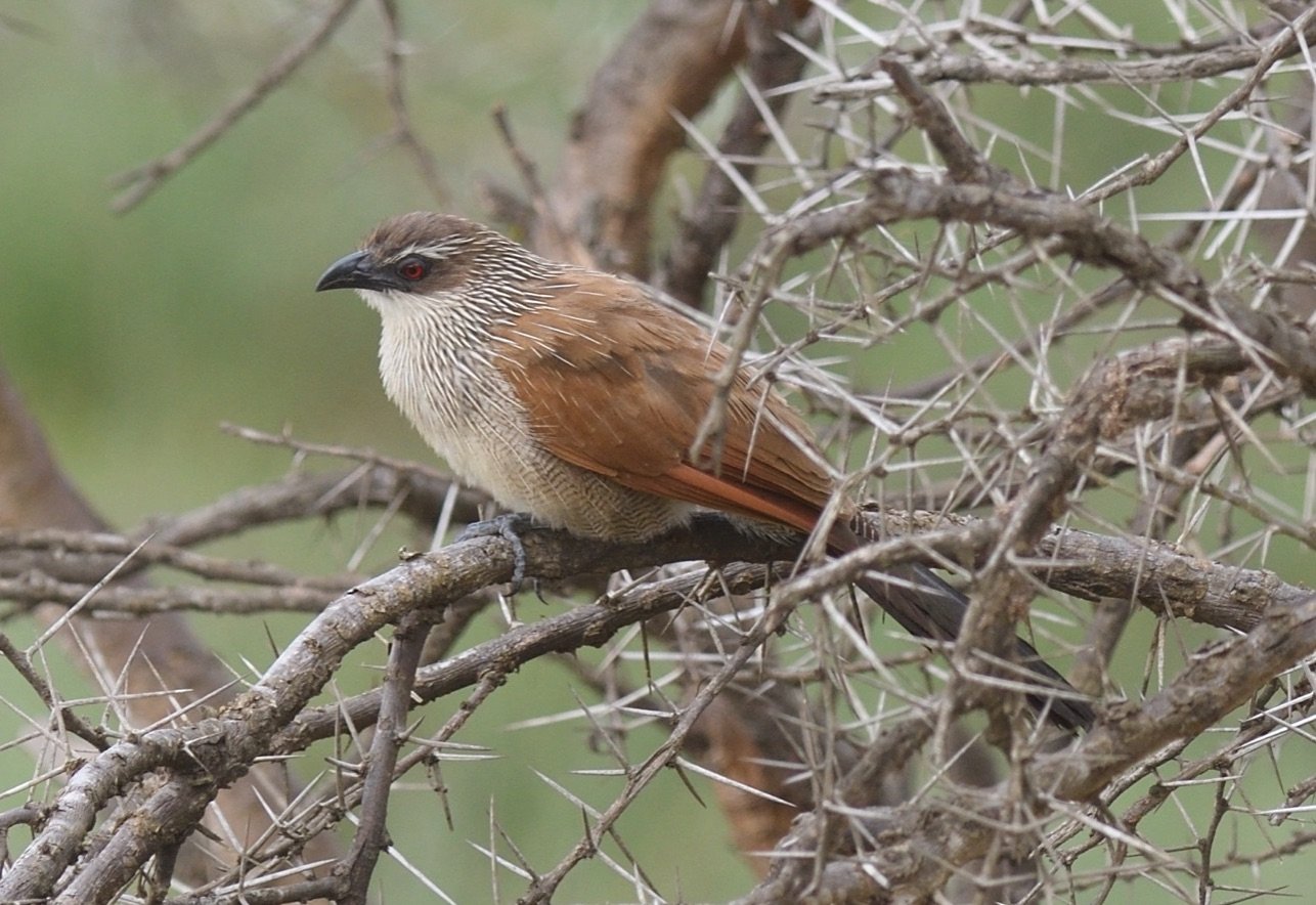 white-browed coucal