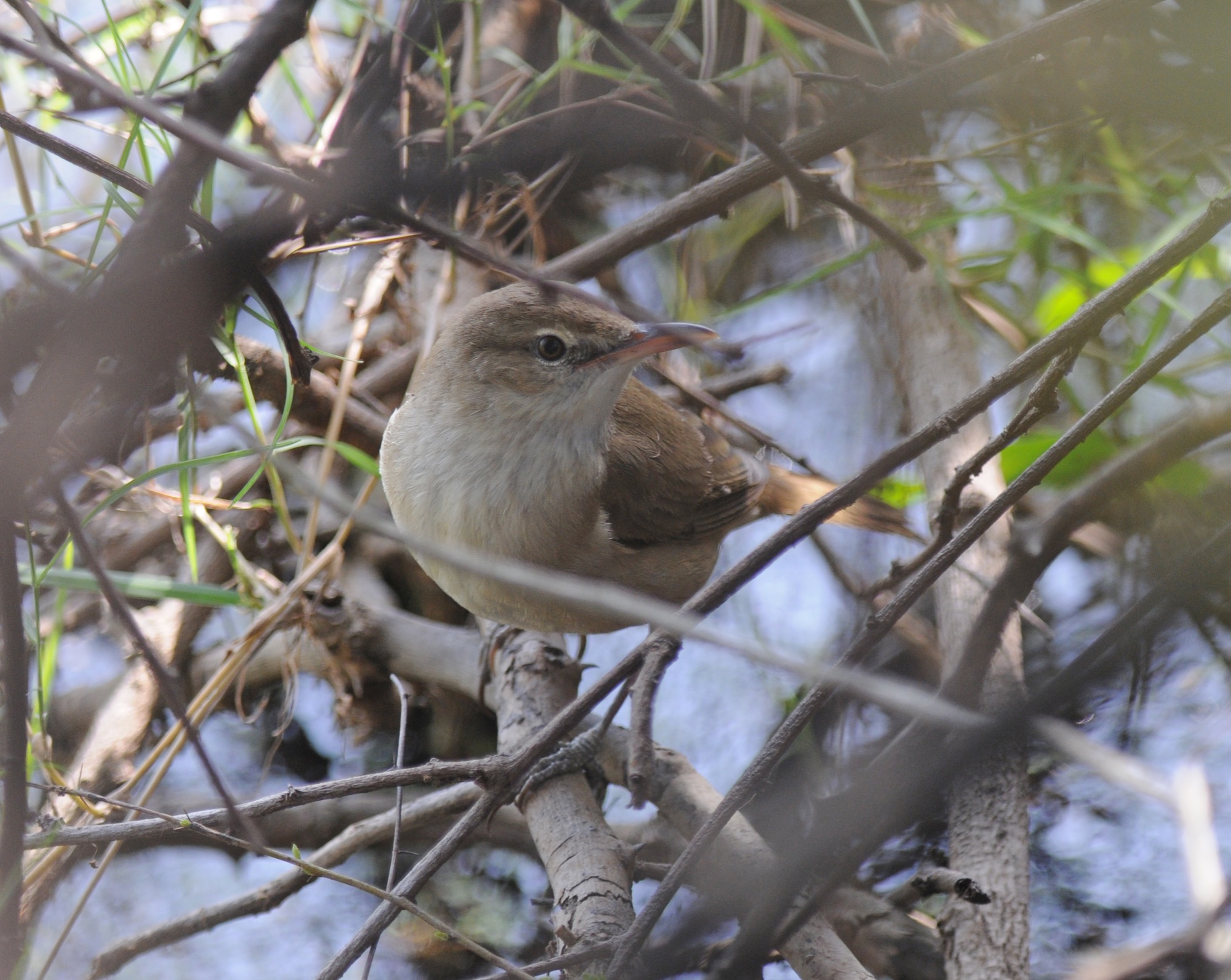 Clamorous Reed Warbler