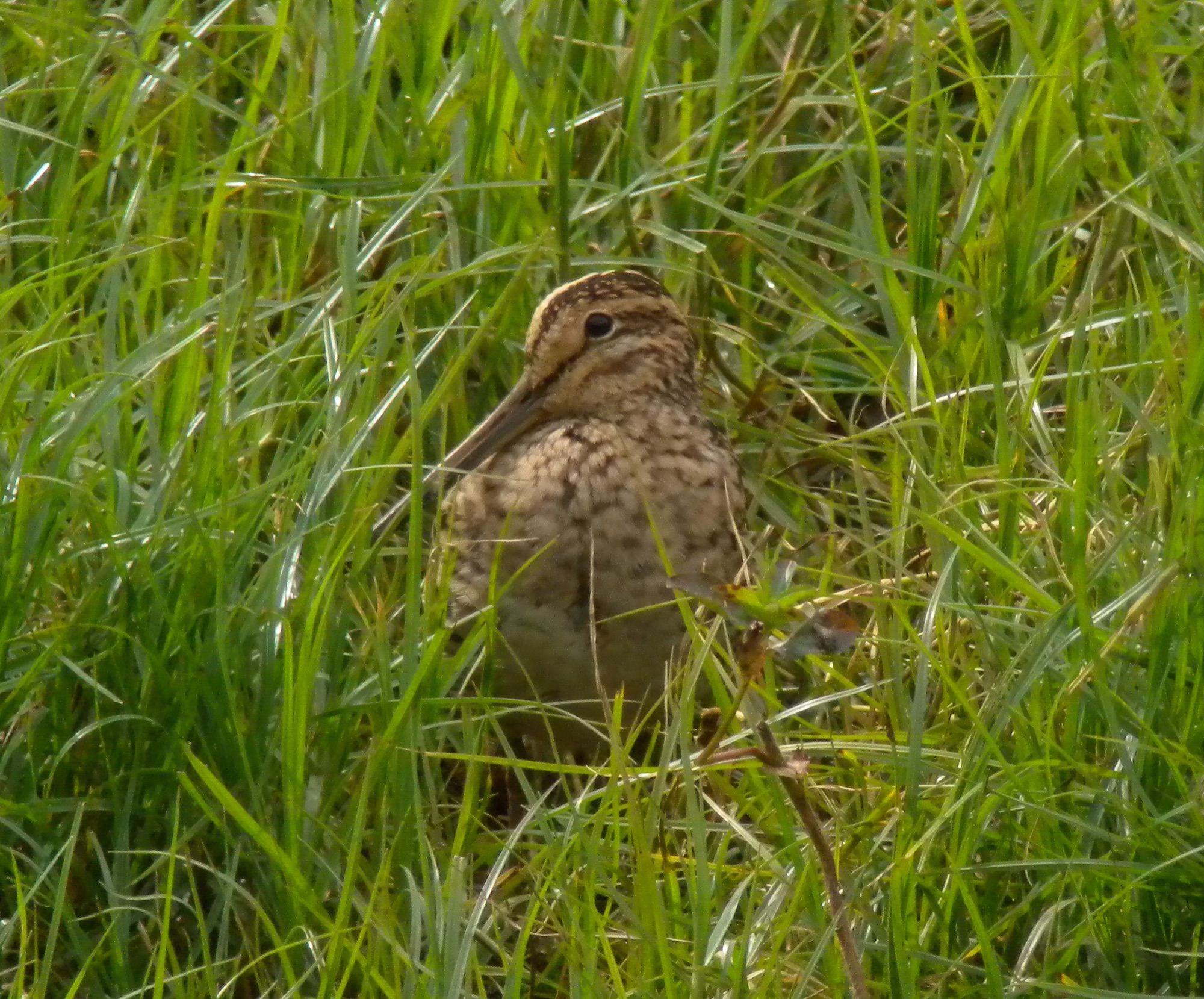pin-tailed snipe