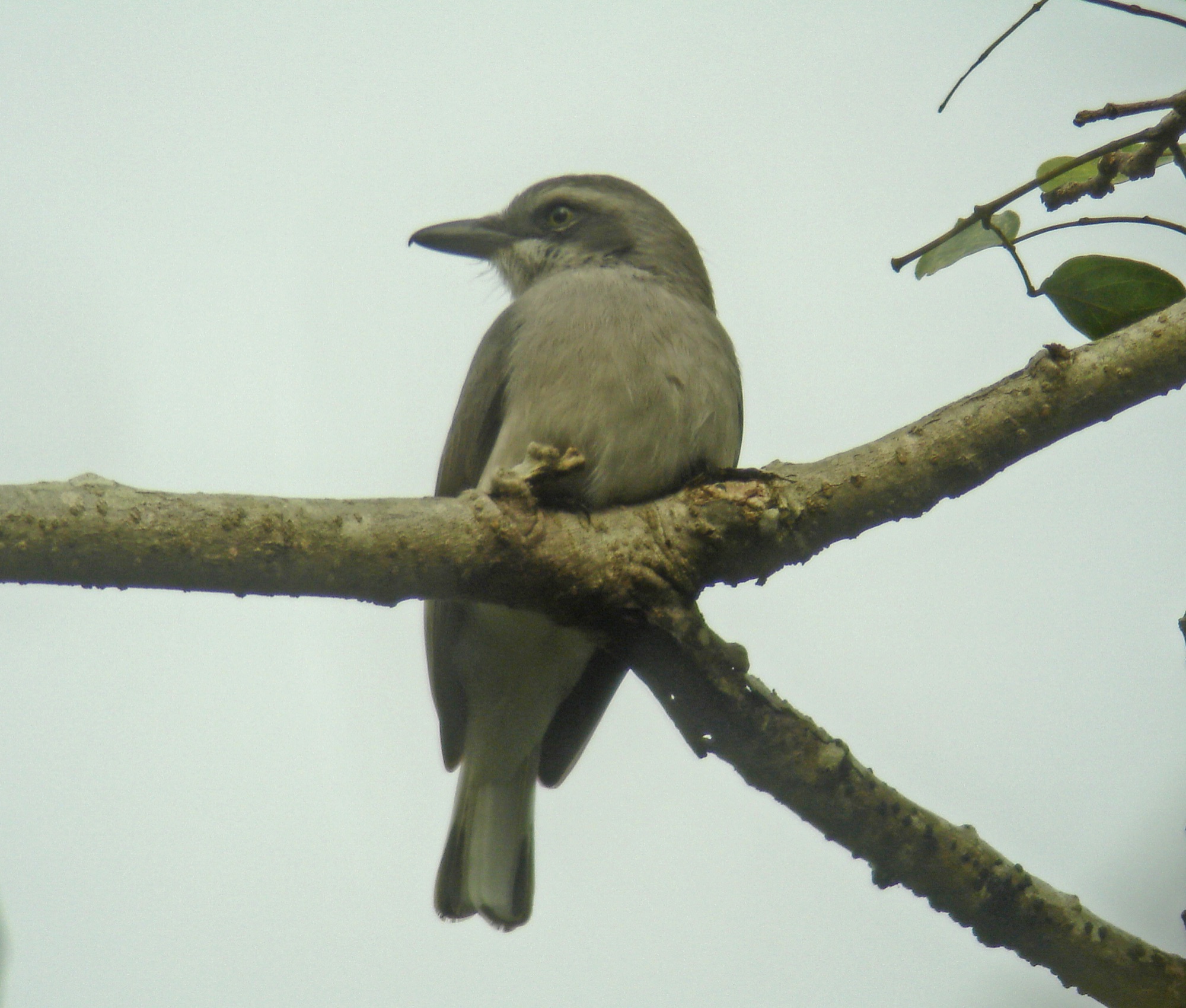 Ceylon Woodshrike