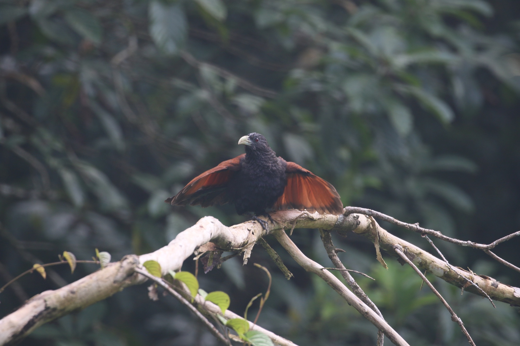 Green-billed Coucal