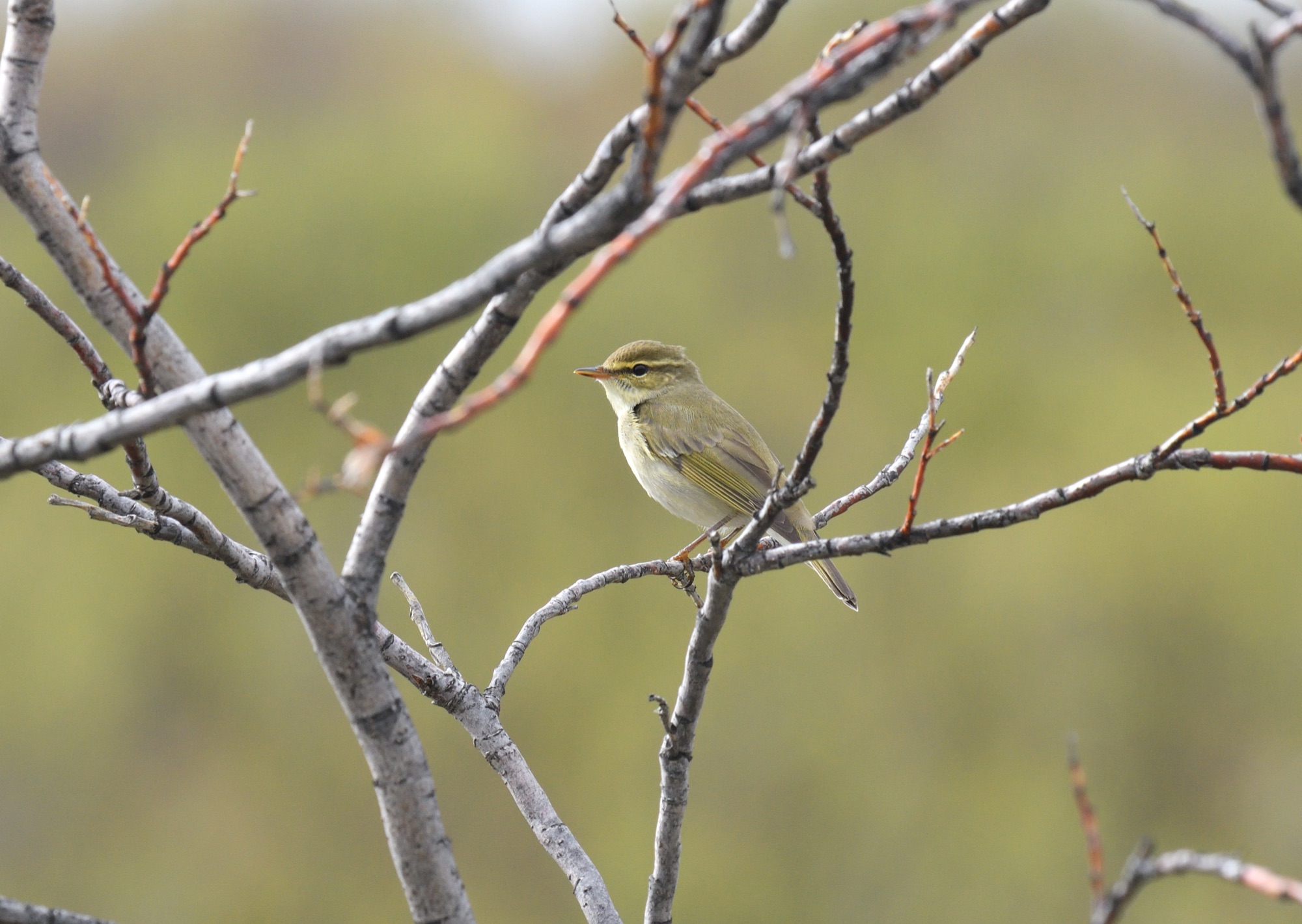 arctic warbler