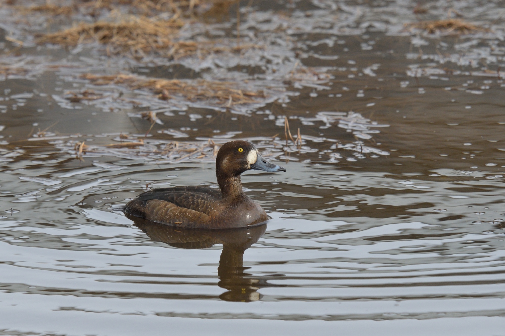 greater scaup