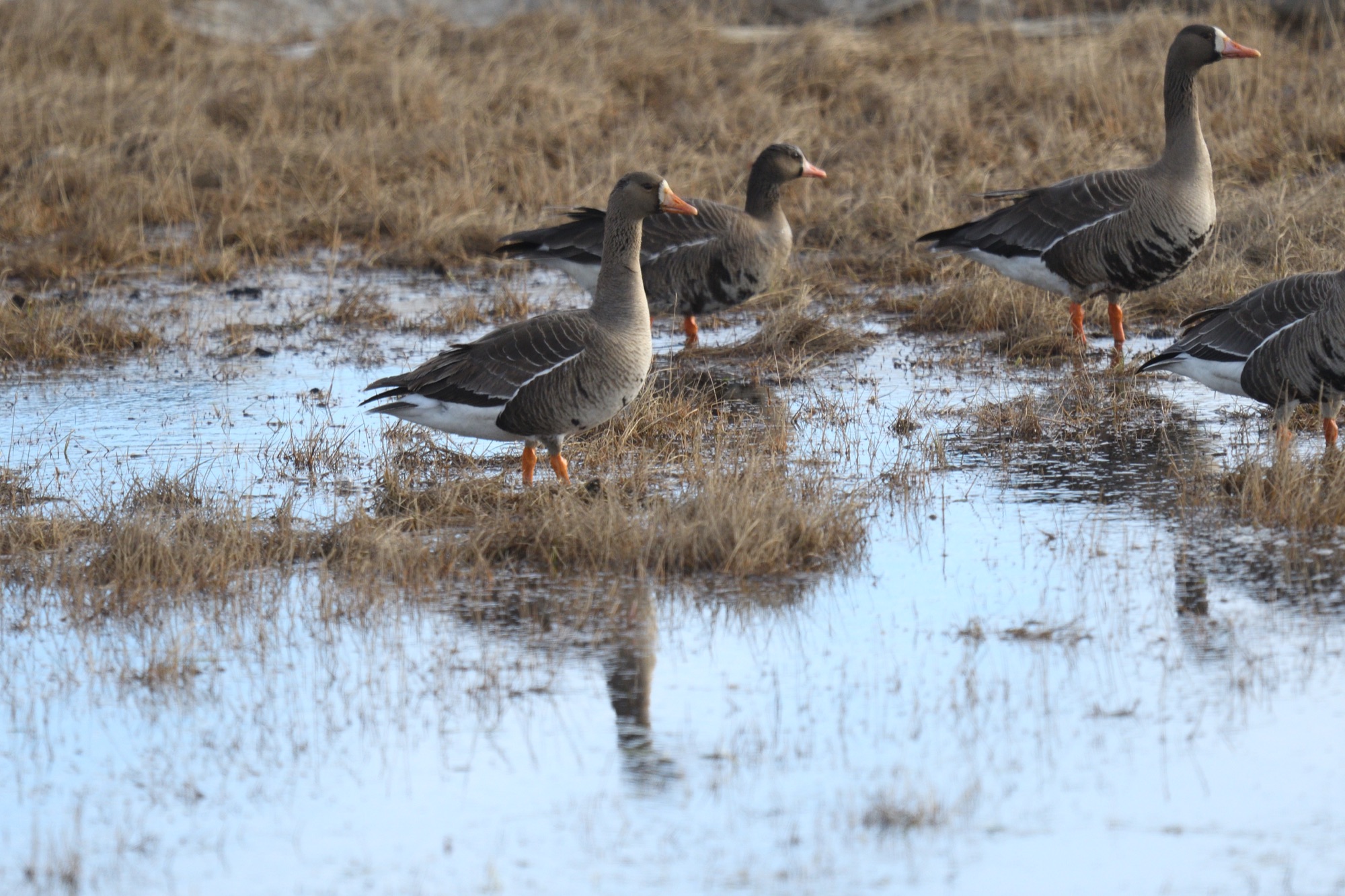 greater white-fronted goose