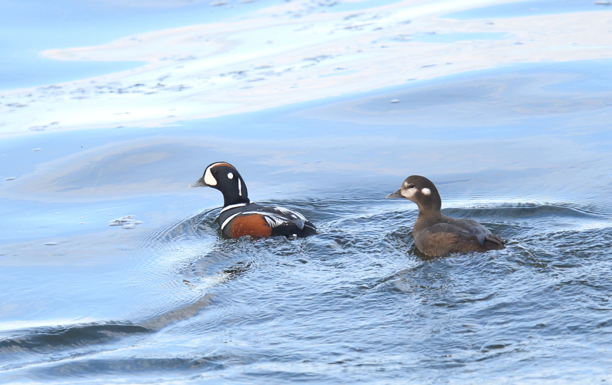 Harlequin Duck