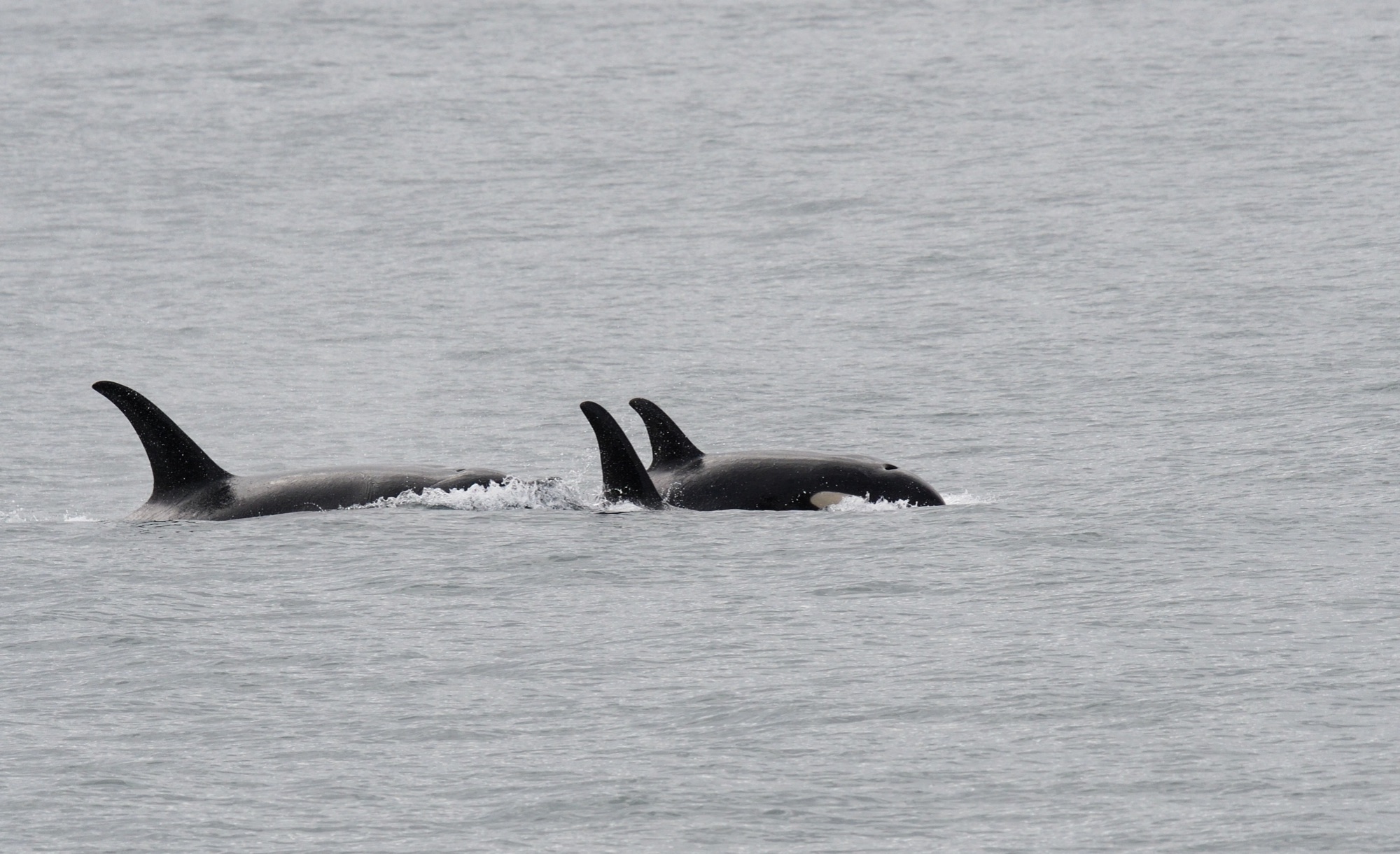 Killer Whales