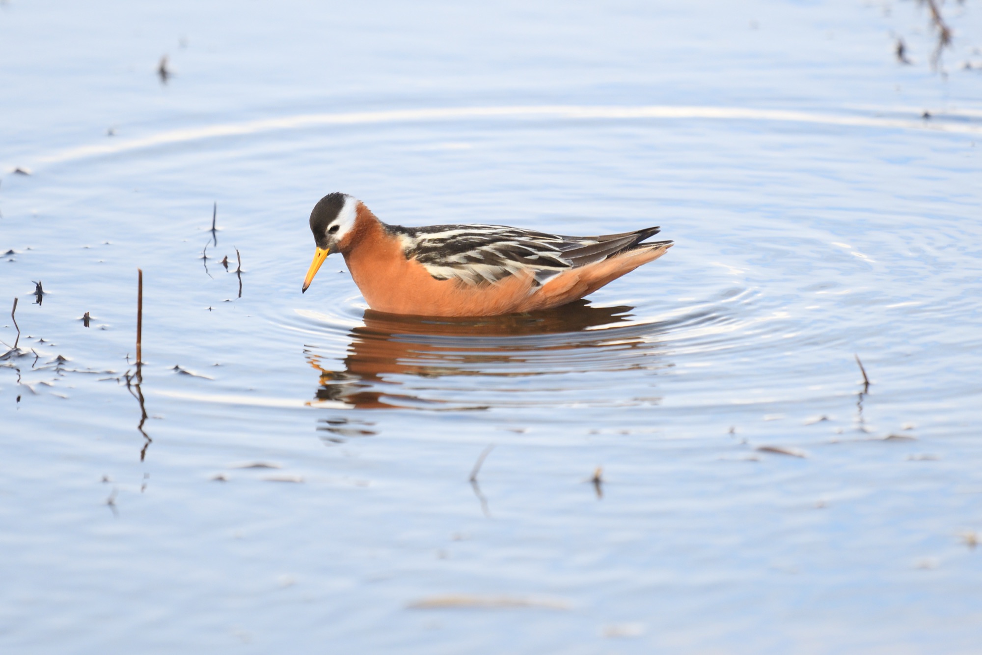 RED PHALAROPE