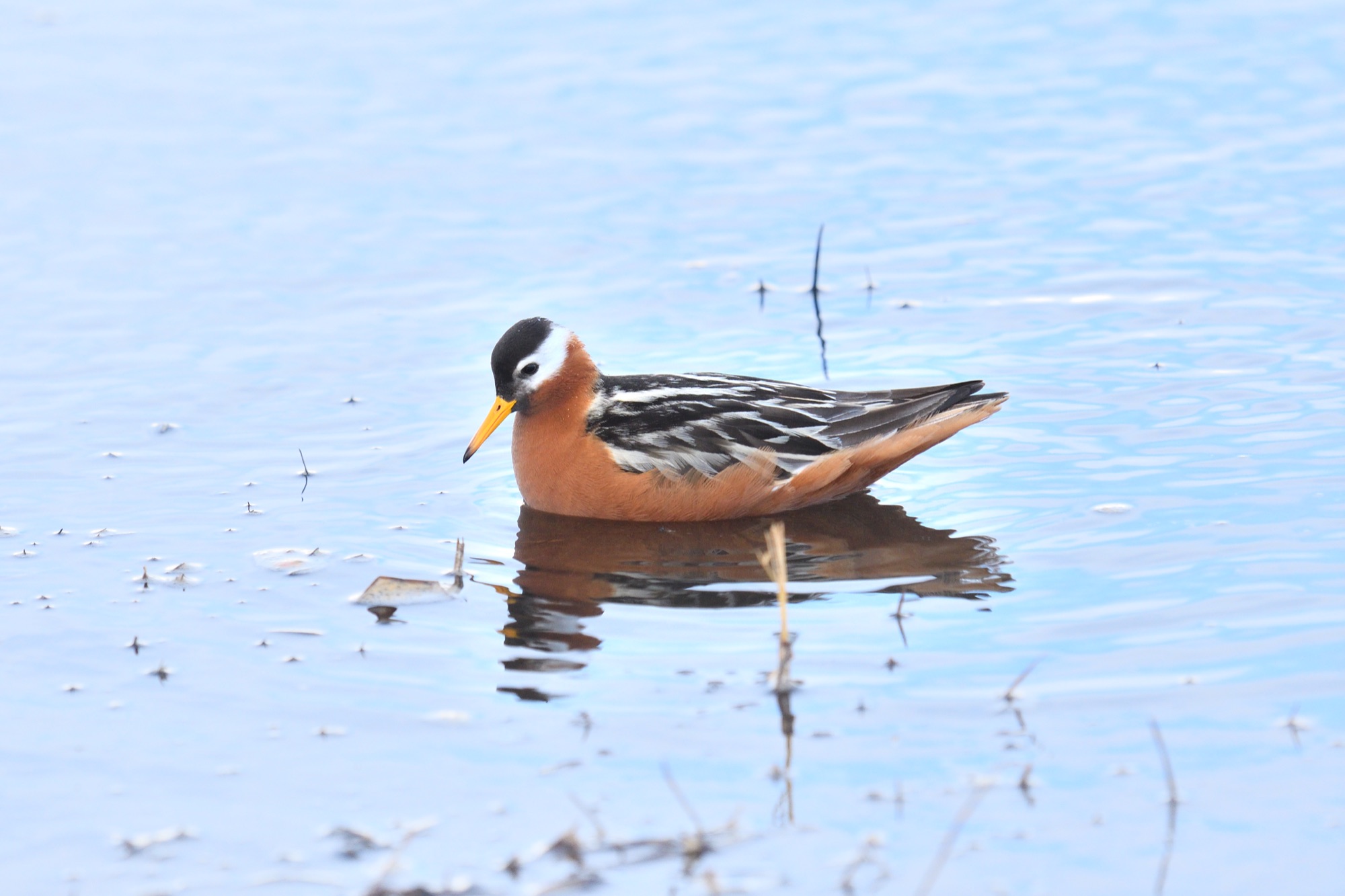 Red Phalarope