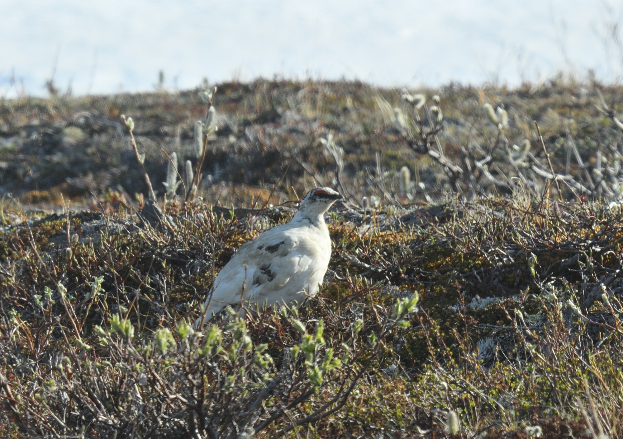 rock ptarmigan
