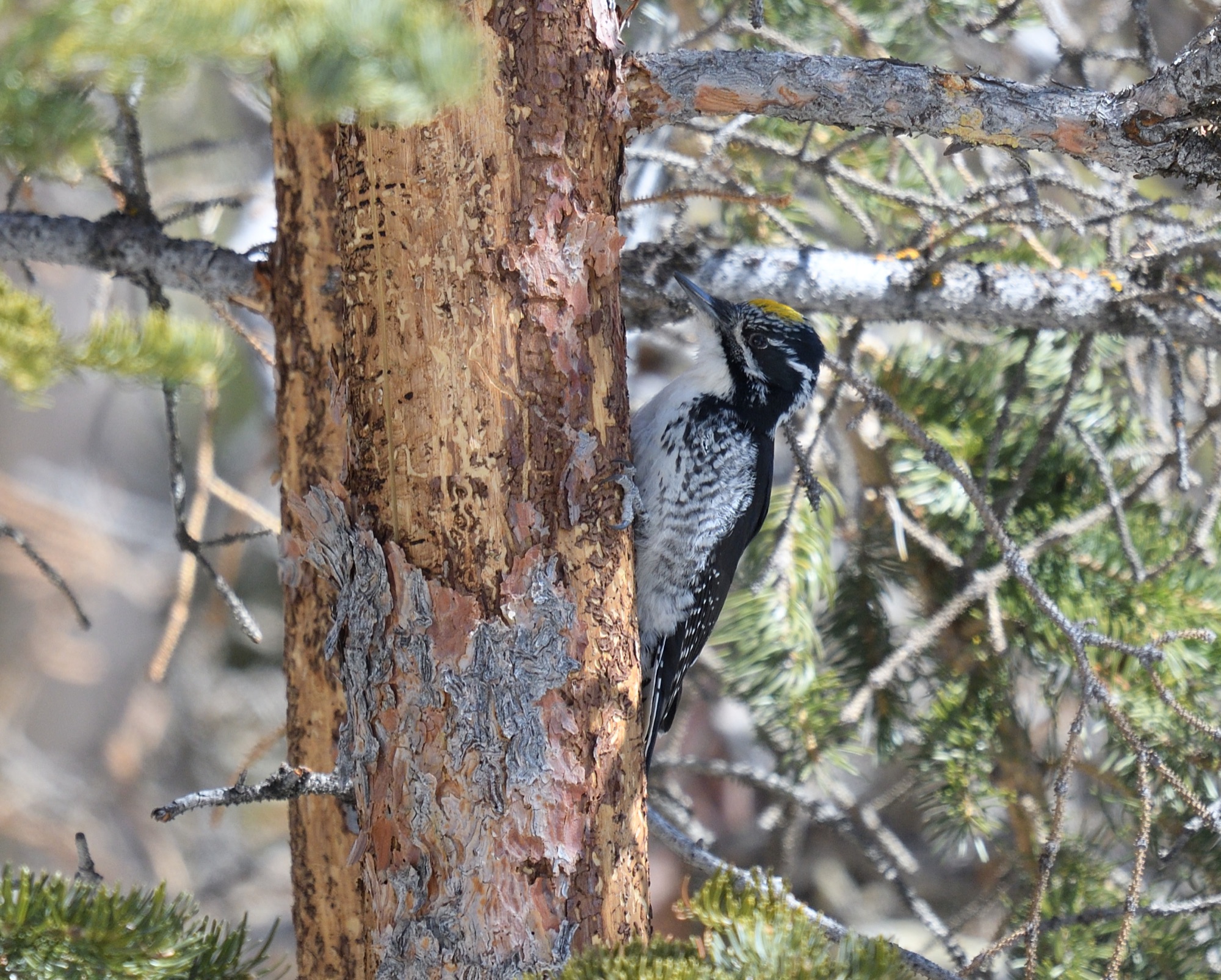 american three-toed woodpecker