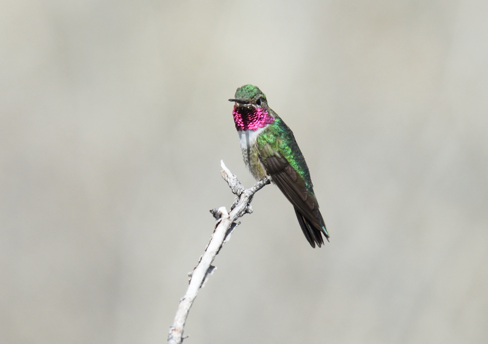 broad-tailed hummingbird