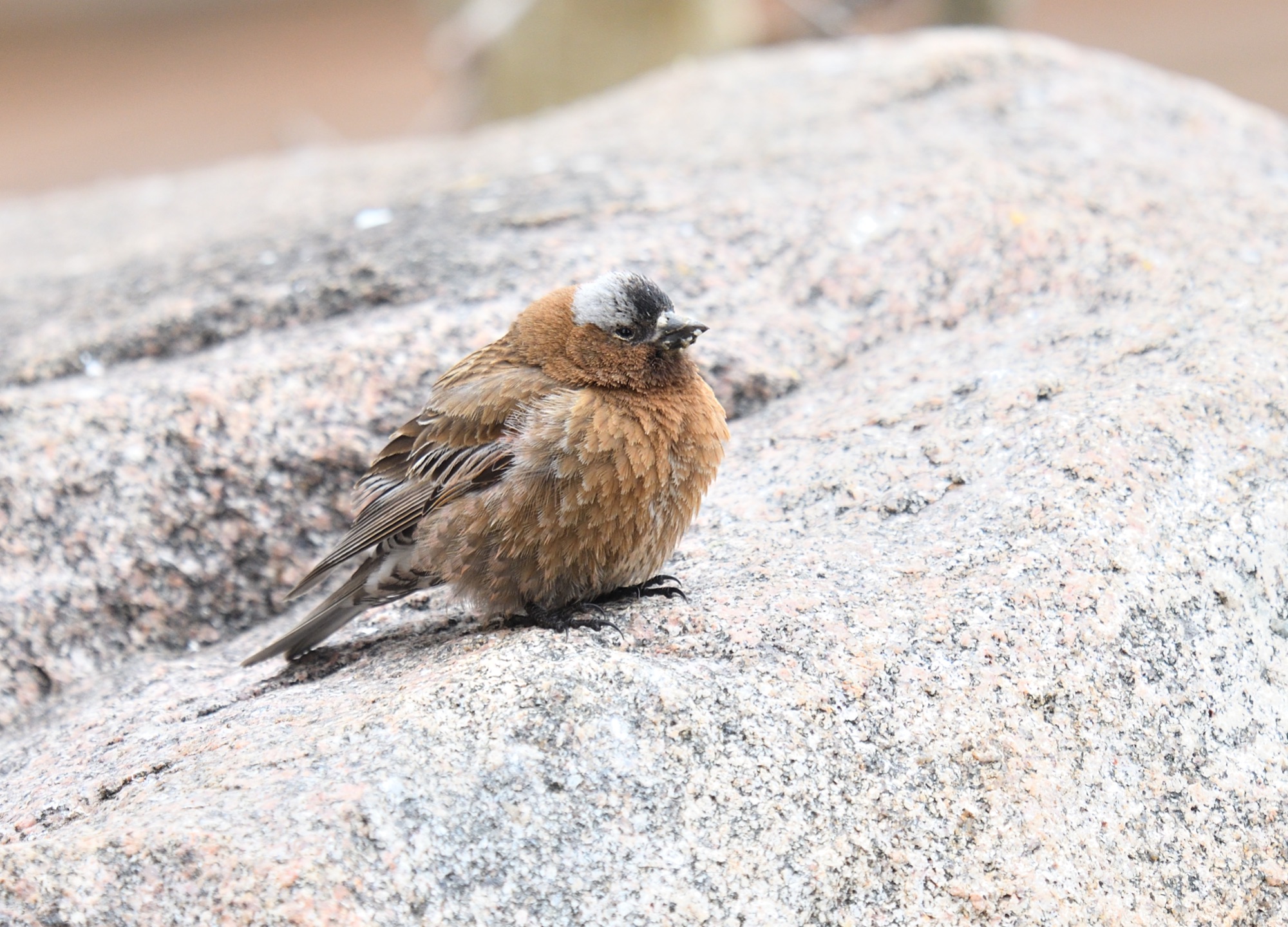 grey-crowned rosy-finch