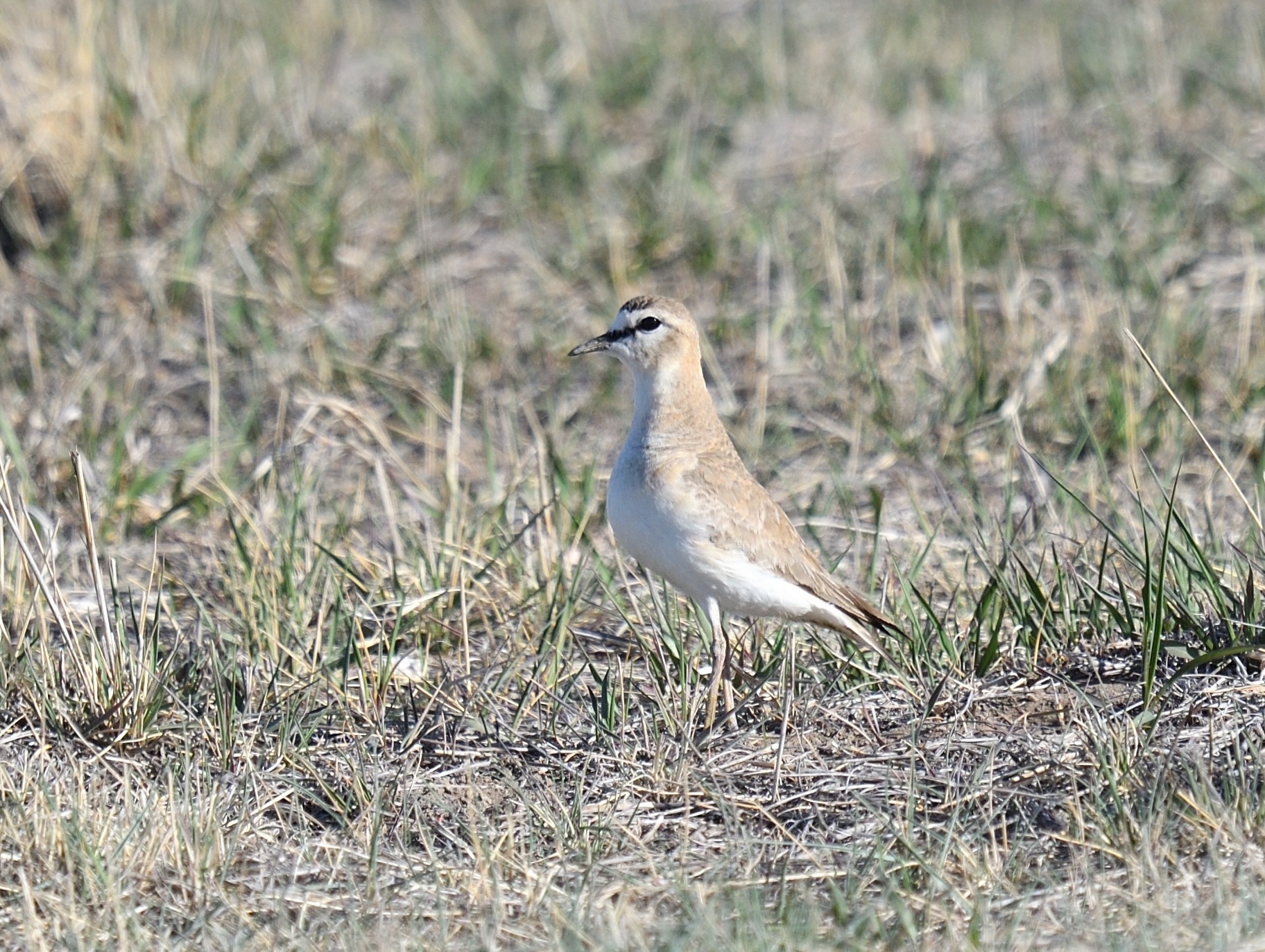 Mountain Plover