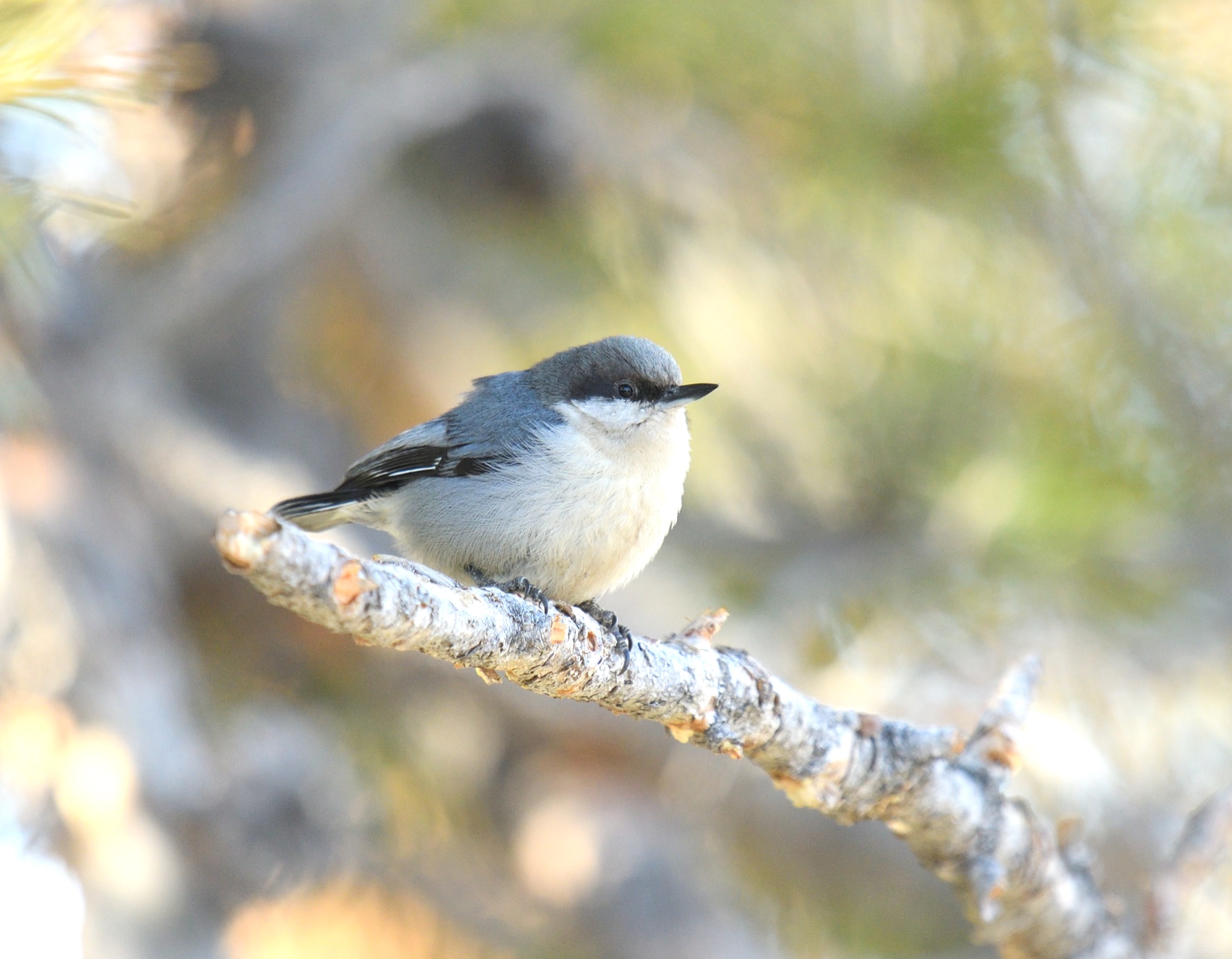 pygmy nuthatch