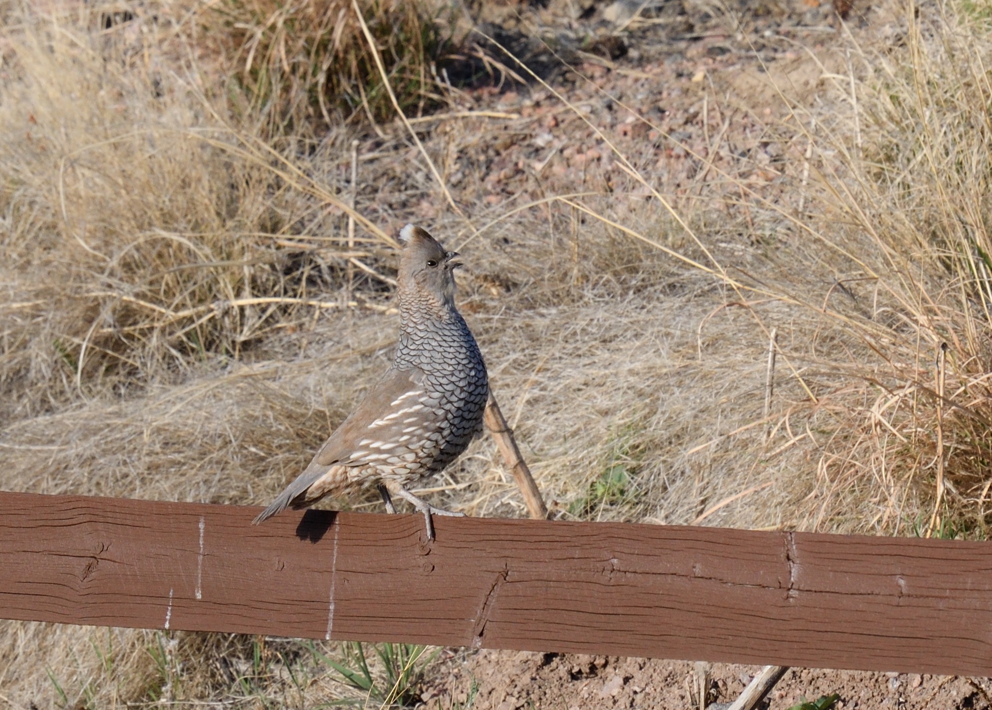 scaled quail